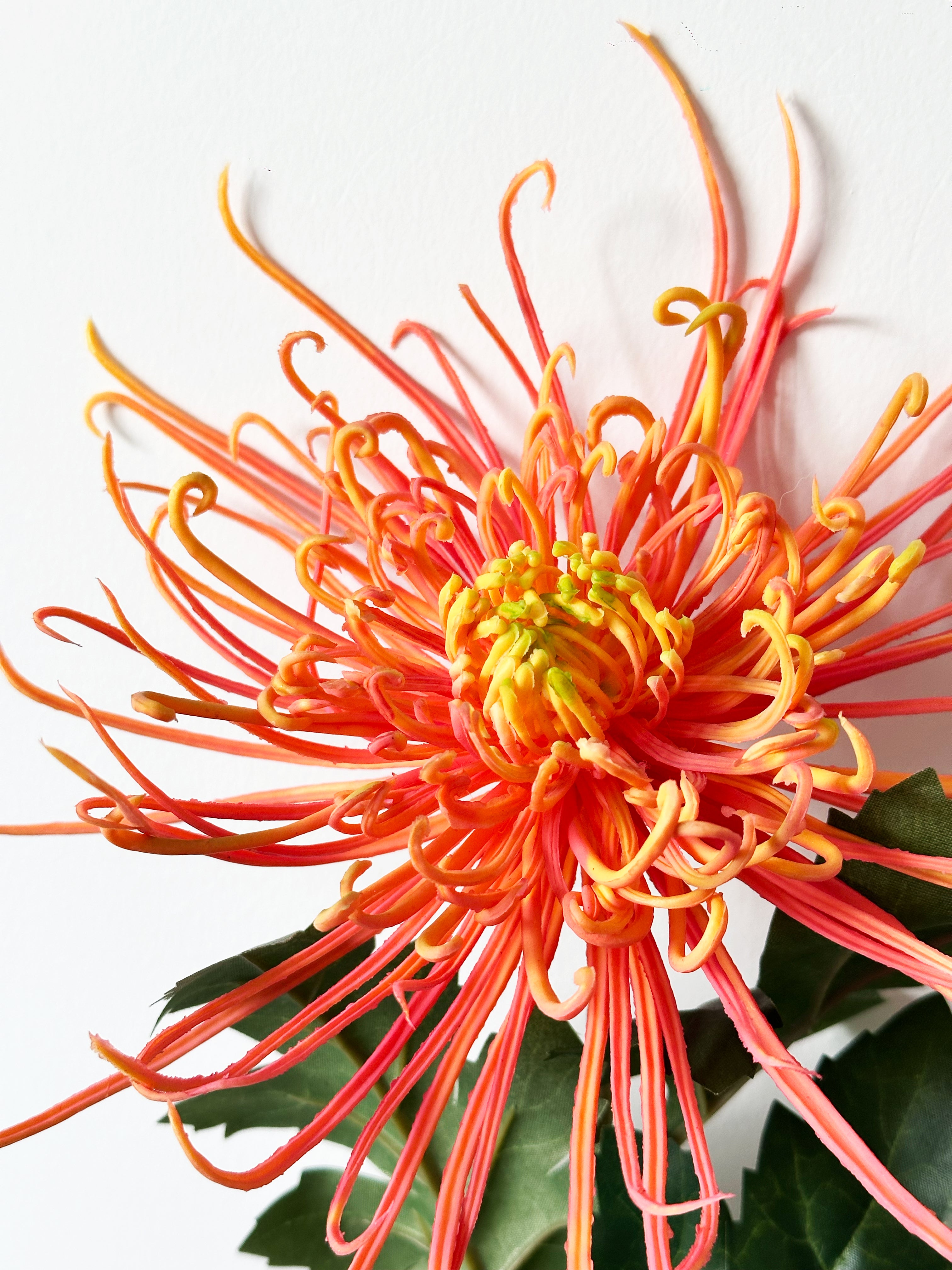 Chrysanthemums that Resemble Fiery Trees (Orange)