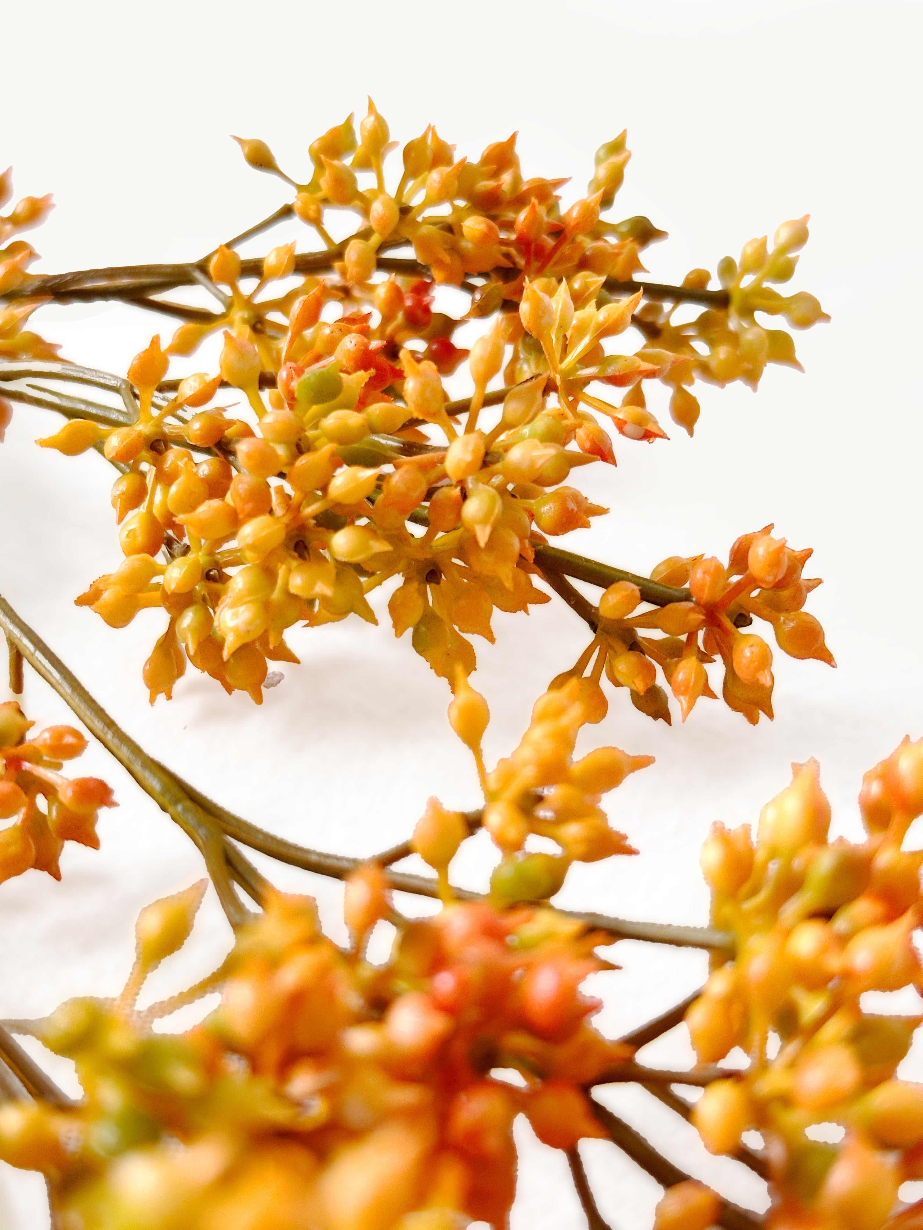 Botanical Stems