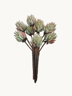 Amaranton 17" Real Touch Succulent - Brownish Green