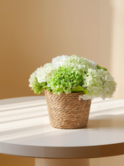 Arreglo de hortensias Amaranton Garden Breeze