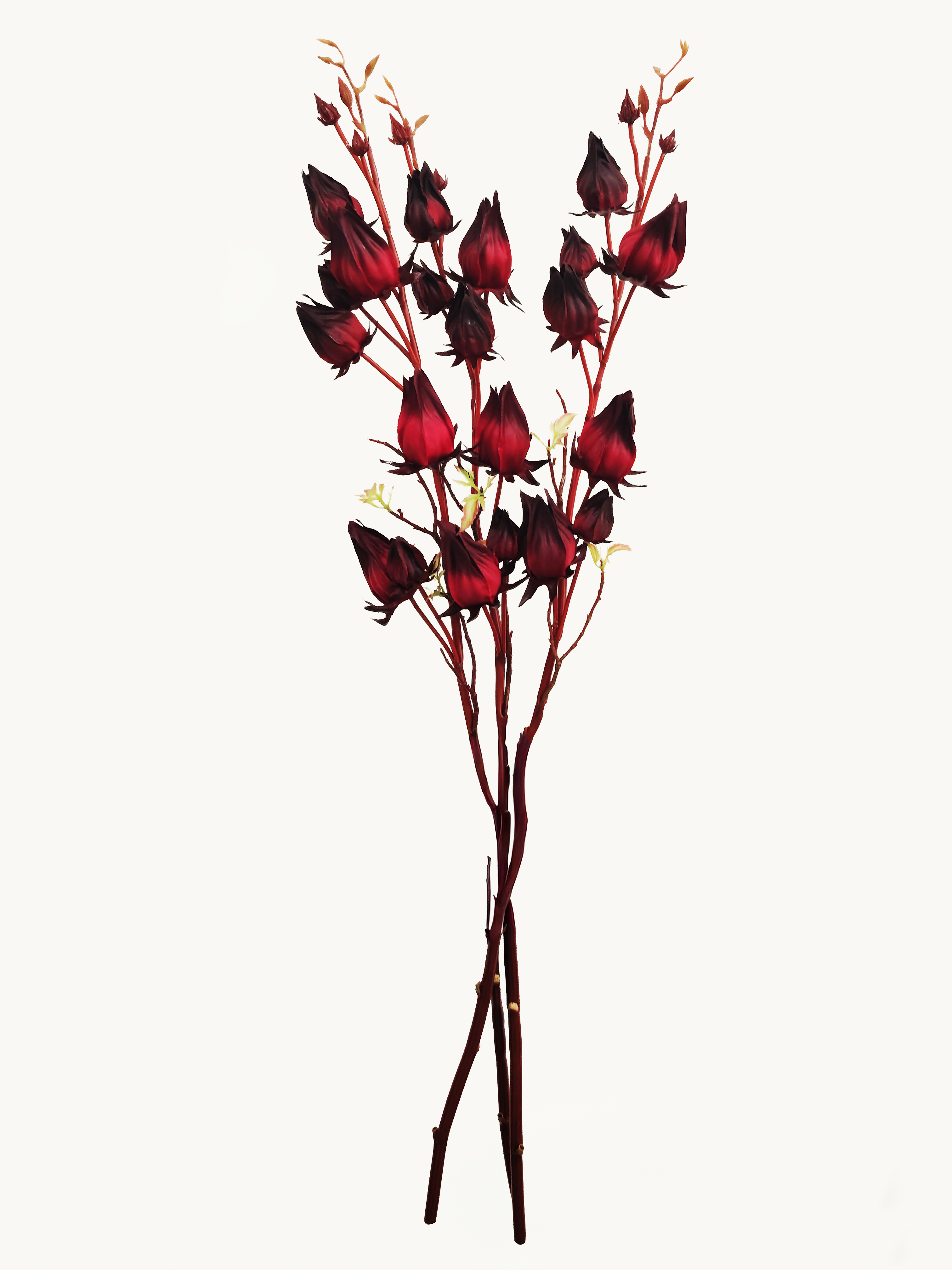 Amaranton 33" Artificial 7 - Headed Roselle Fruits