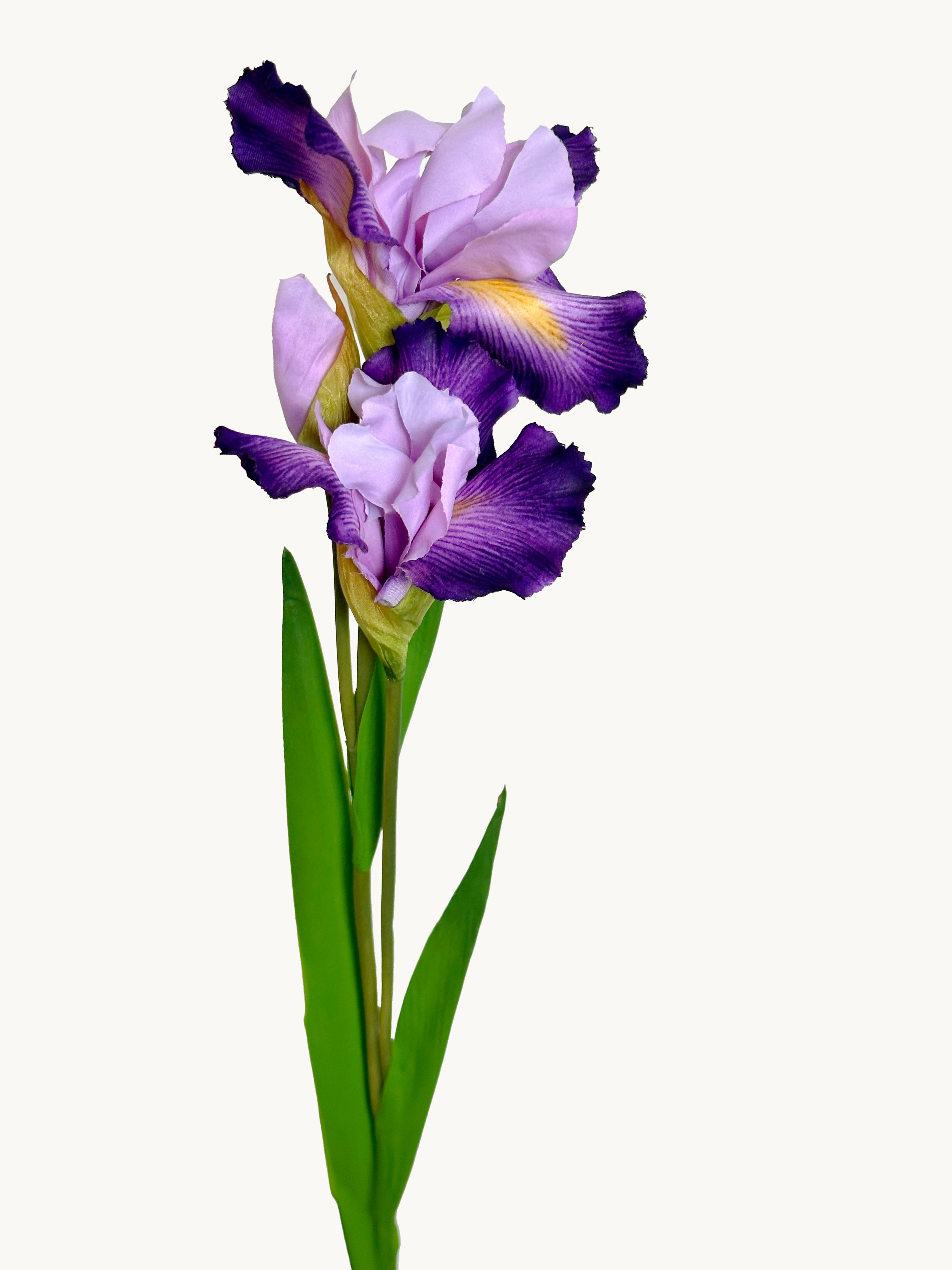 Artificial Purple iris flower with green leaves on a white background