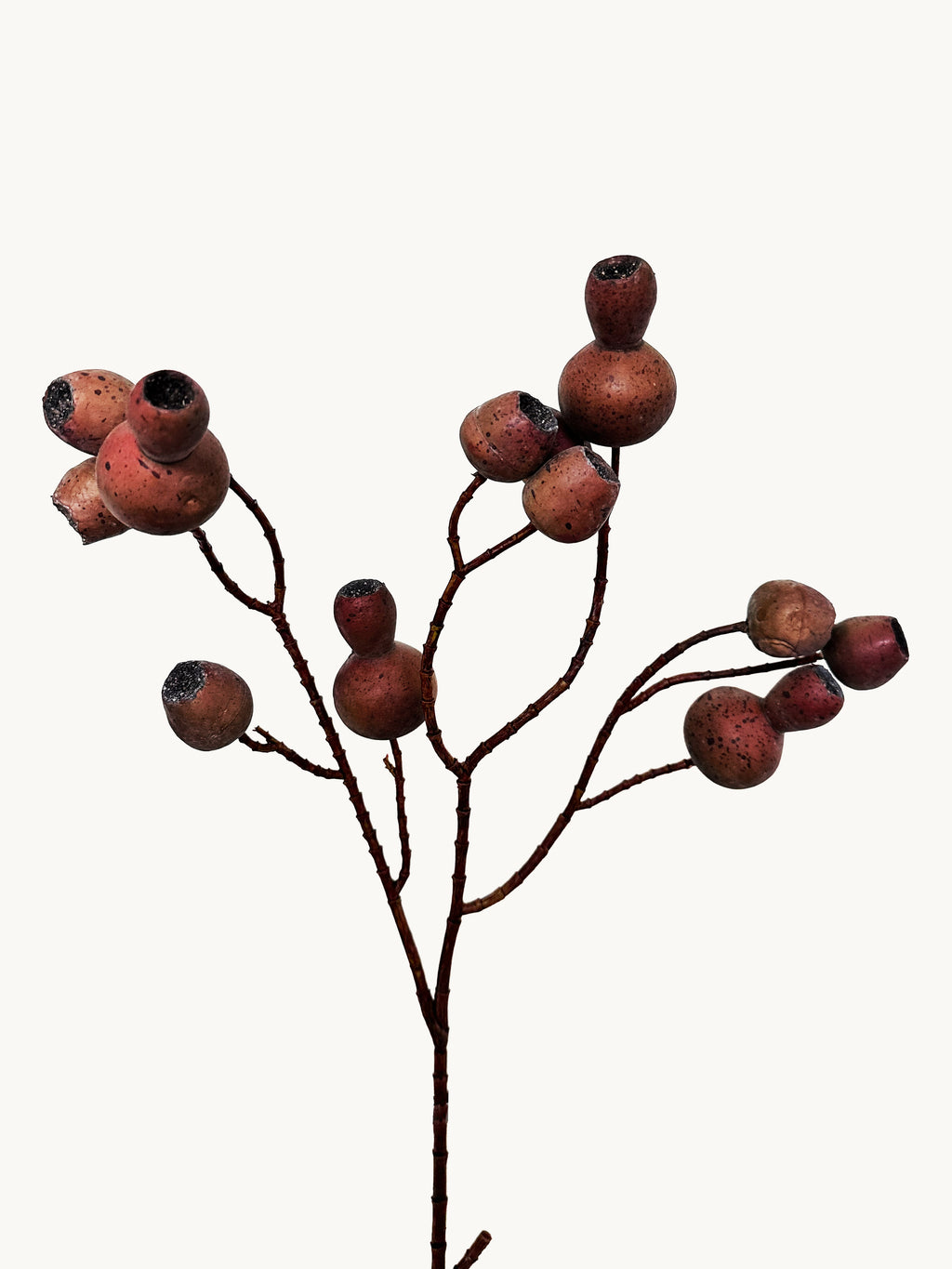 Macar Big Branch with Pipe Fruit - Brown