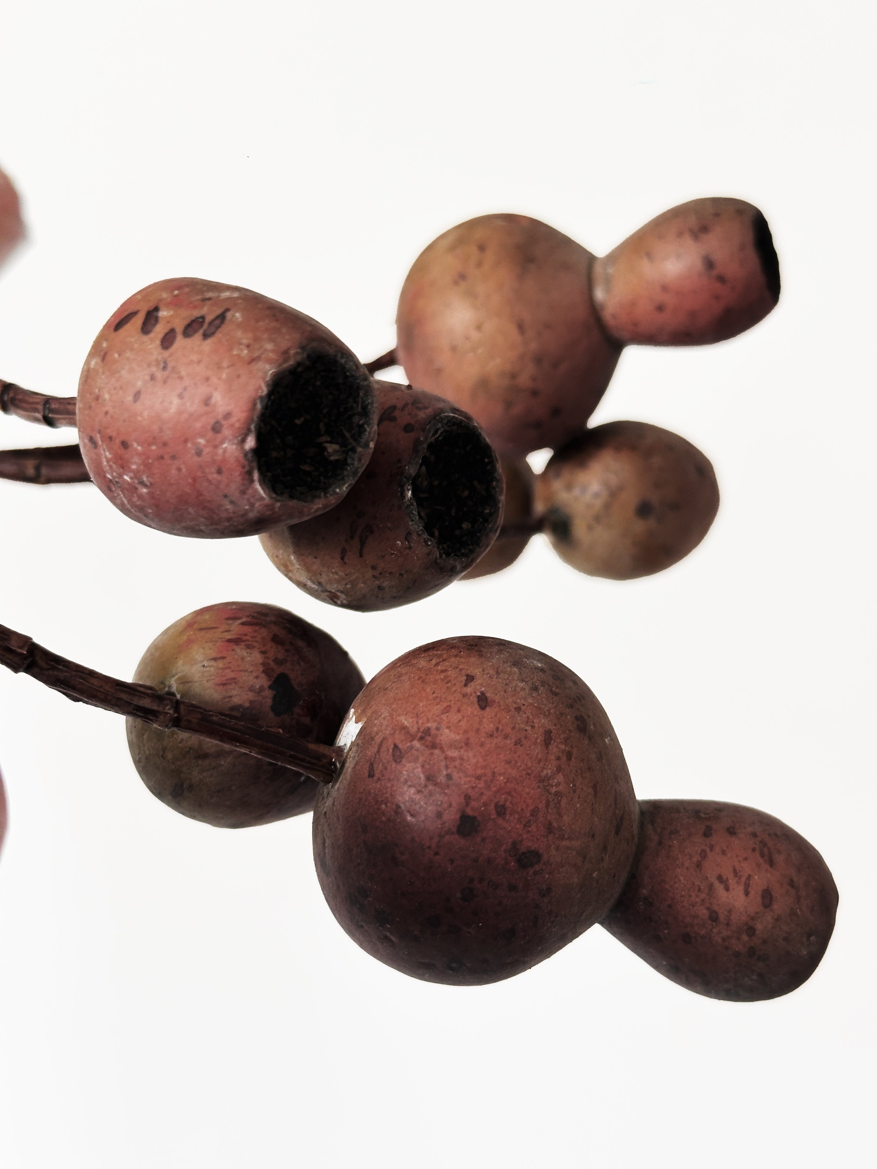 Macar Big Branch with Pipe Fruit - Brown