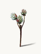 Knight Thick-branch Jade Lotus Succulents