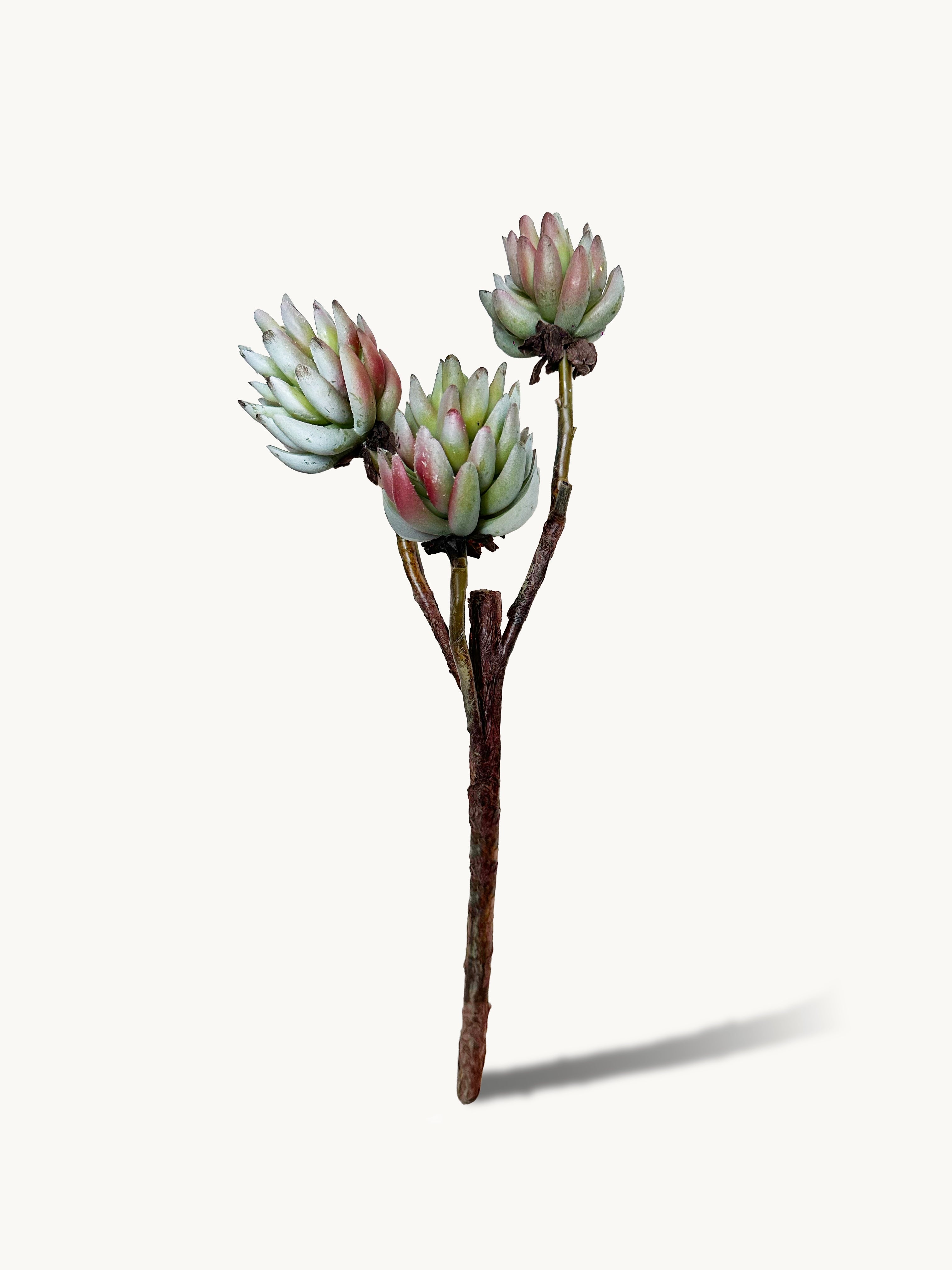Knight Thick-branch Jade Lotus Succulents