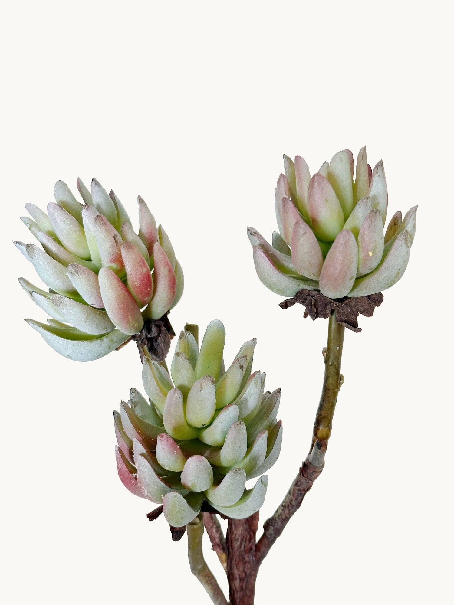 succulent branch Amaranton™ 17" DewTouch™ 3 - Headed Succulent
