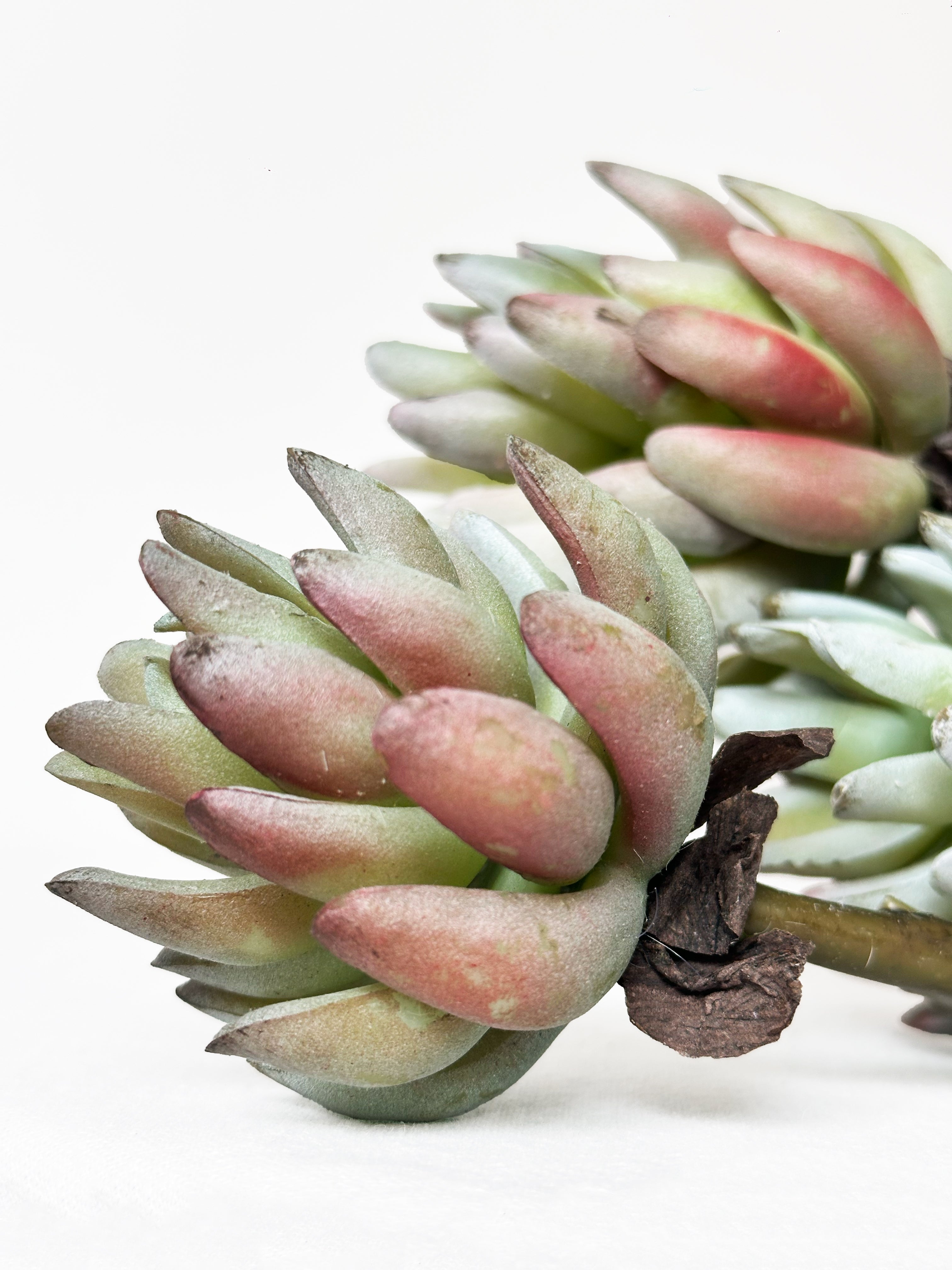 Knight Thick-branch Jade Lotus Succulents