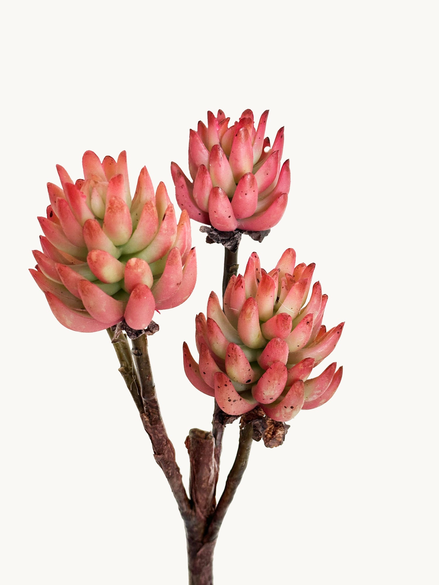 Amaranton™ 17" RealTouch™ 3 - Headed Succulent - Brownish Orange