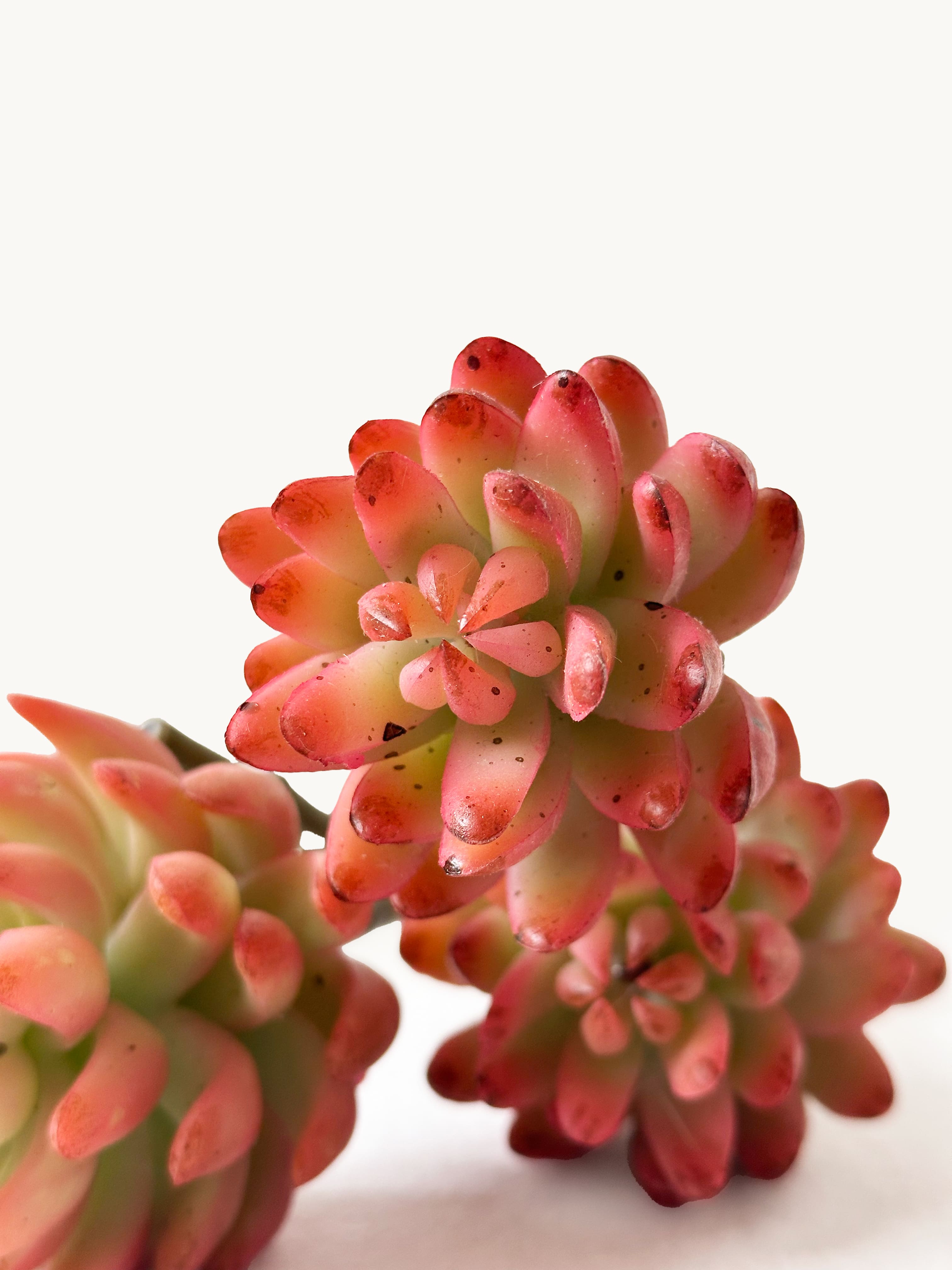 Amaranton™ 17" RealTouch™ 3 - Headed Succulent - Brownish Orange