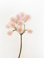 Bunch of Albizia Fruits