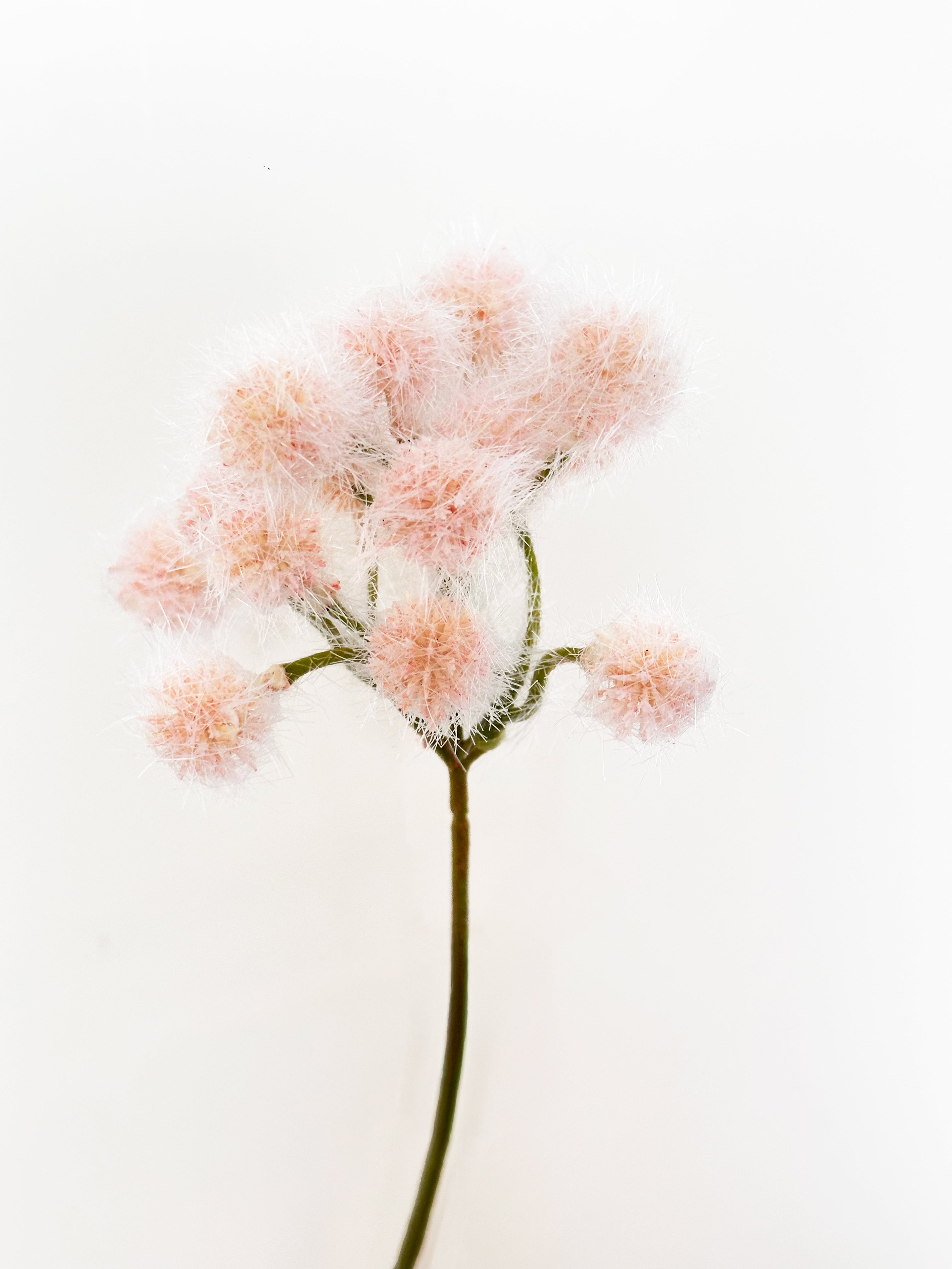 Bunch of Albizia Fruits