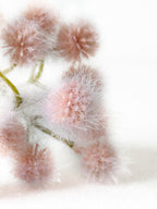 Bunch of Albizia Fruits