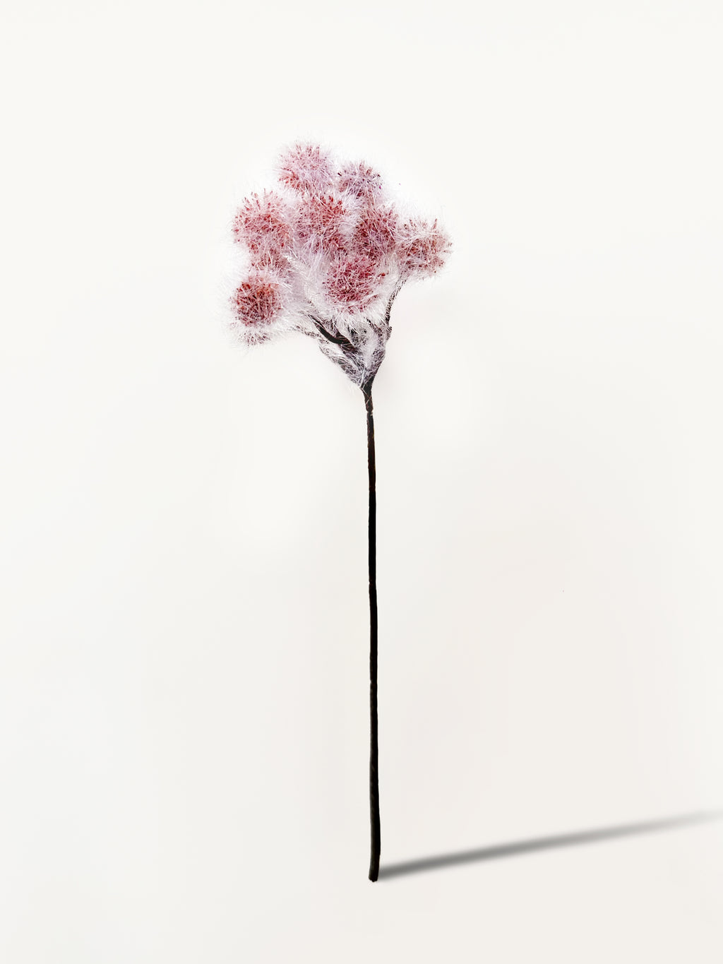Amaranton 13" Artificial Albizia Fruits - Light Brown