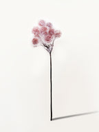 Amaranton 13" Artificial Albizia Fruits - Light Brown