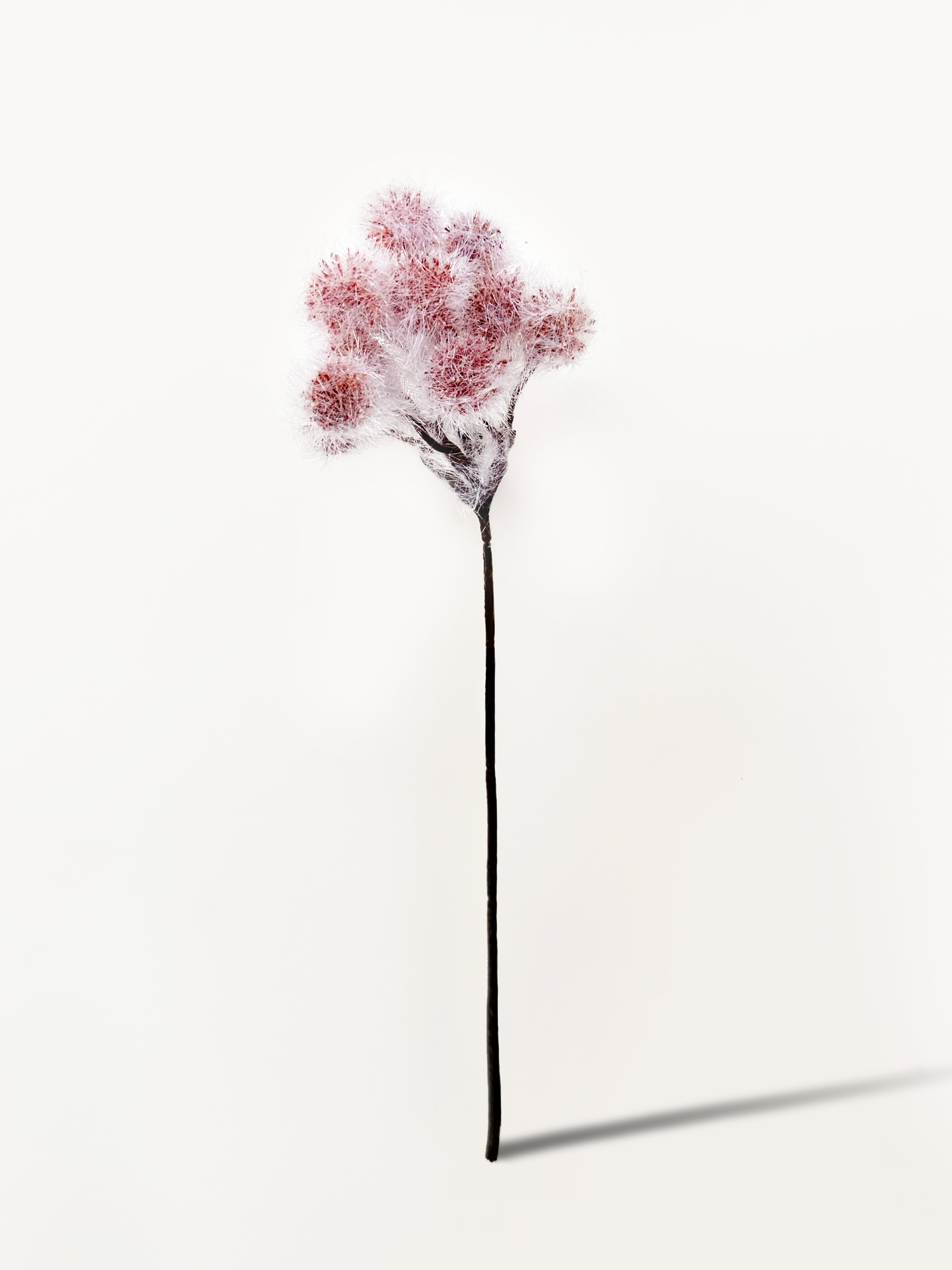 Amaranton 13" Artificial Albizia Fruits - Light Brown