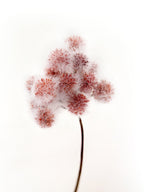 Amaranton 13" Artificial Albizia Fruits - Light Brown