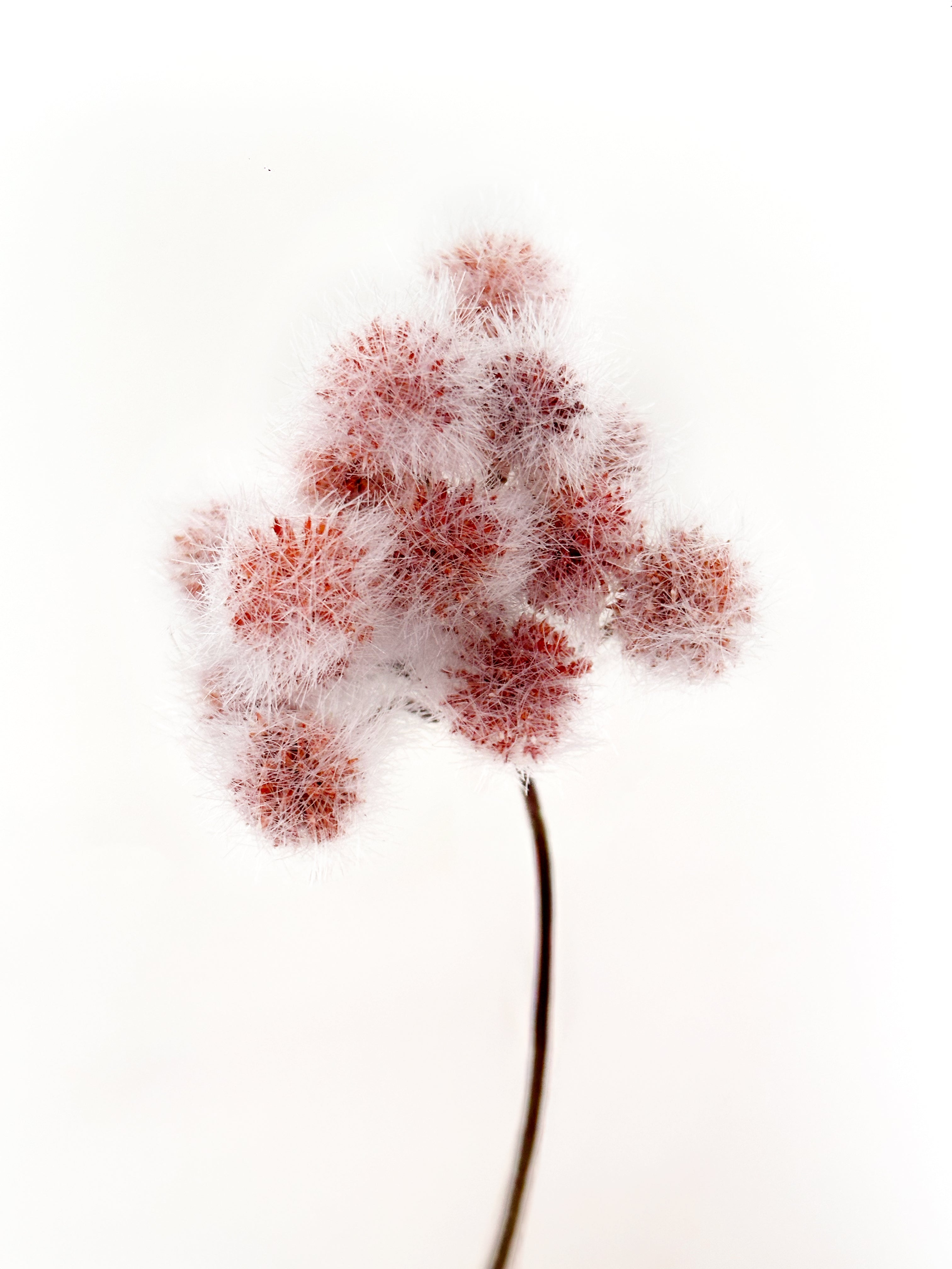 Amaranton 13" Artificial Albizia Fruits - Light Brown