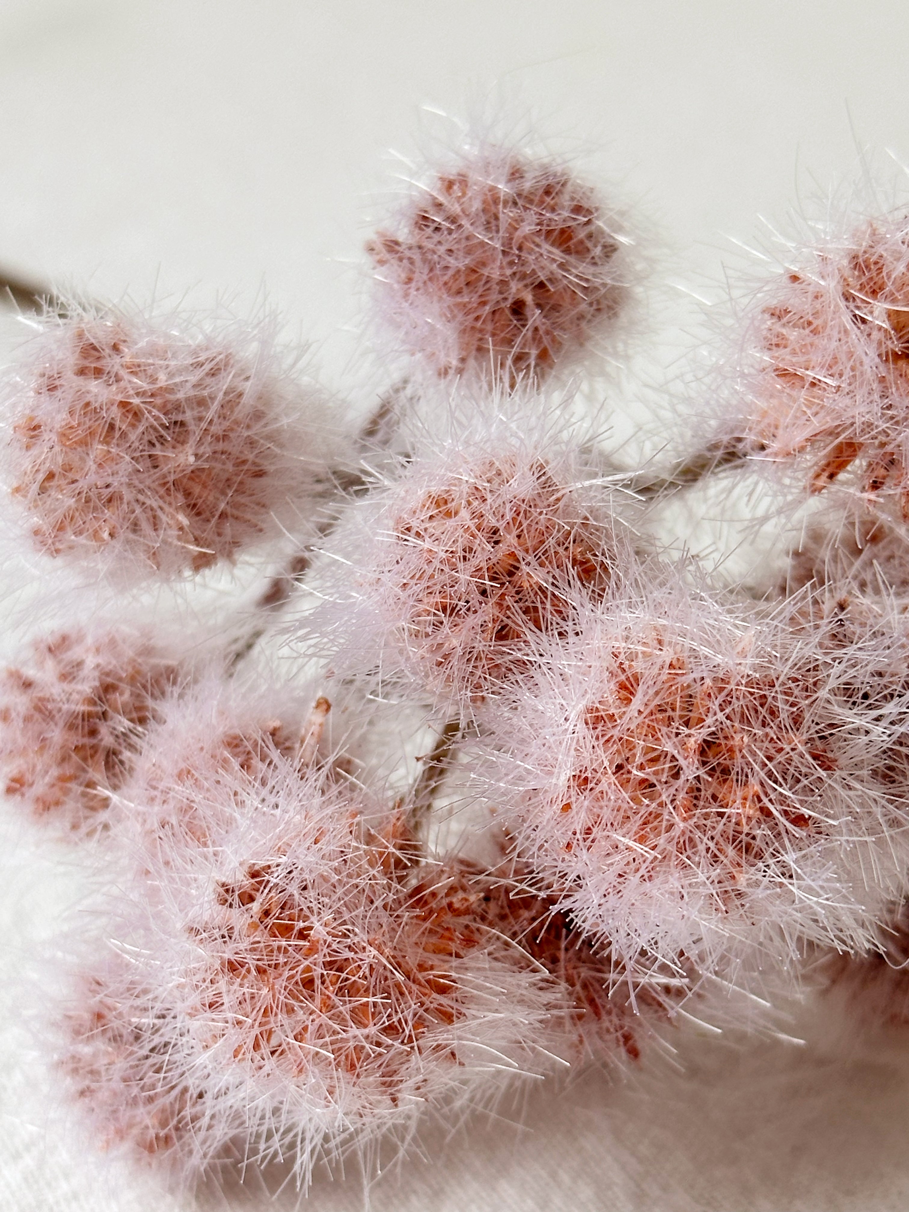Amaranton 13" Artificial Albizia Fruits - Light Brown