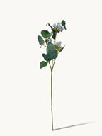 Hongyue 30-inch Malva Verticillata Seeds