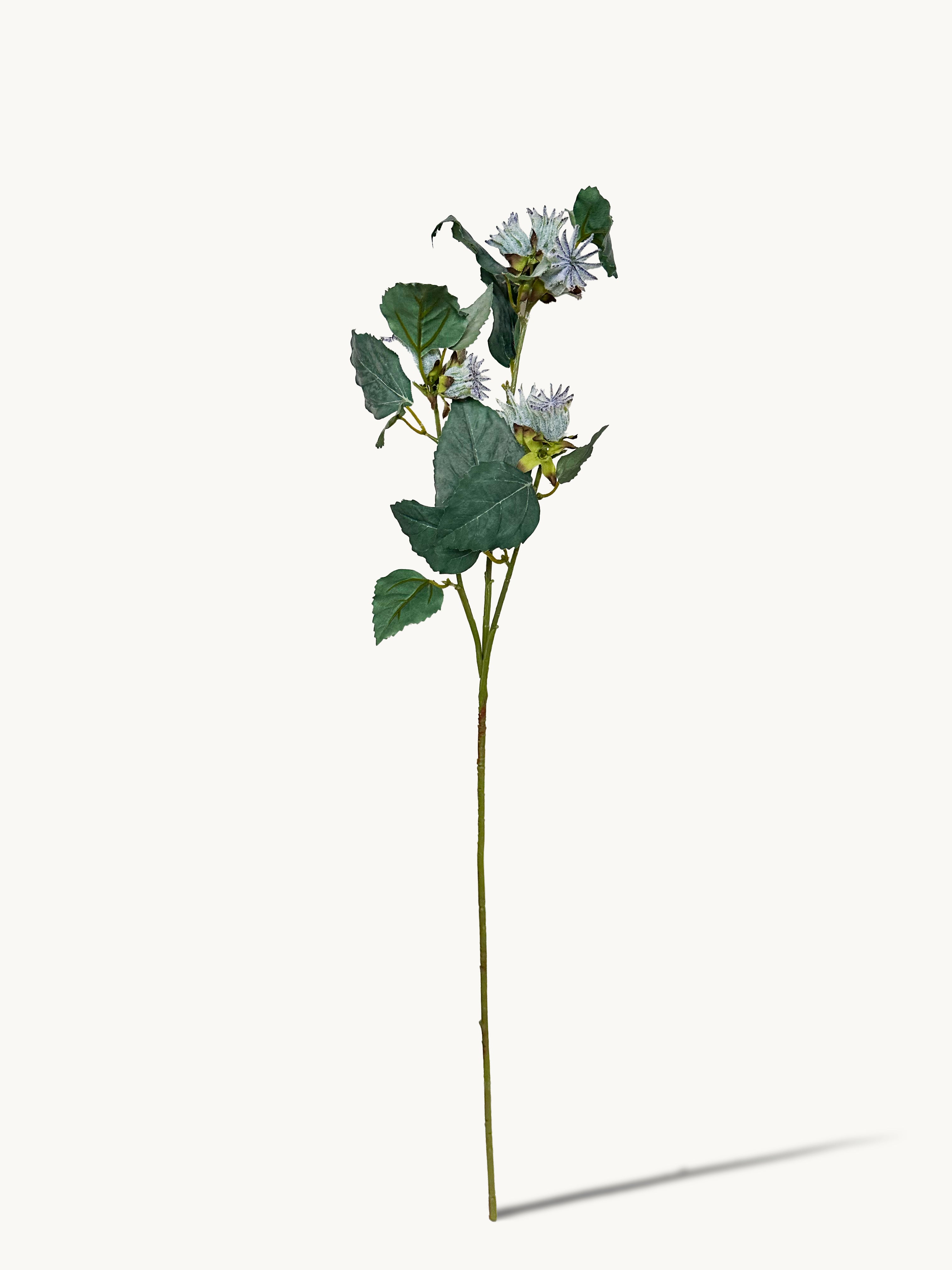 Hongyue 30-inch Malva Verticillata Seeds