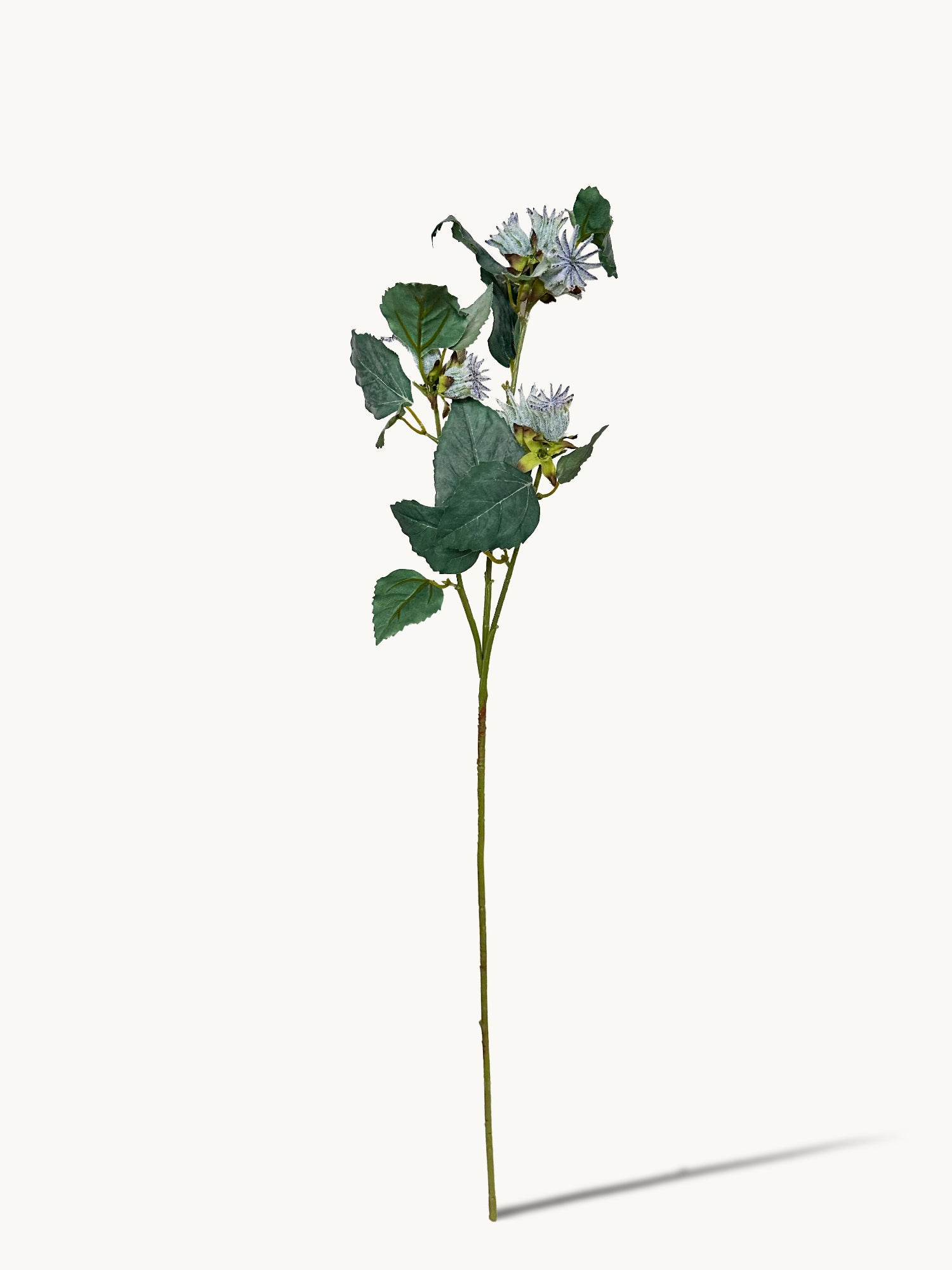 Amaranton™ 30" Realistica™ Multi - Headed Malva Verticillata Seeds