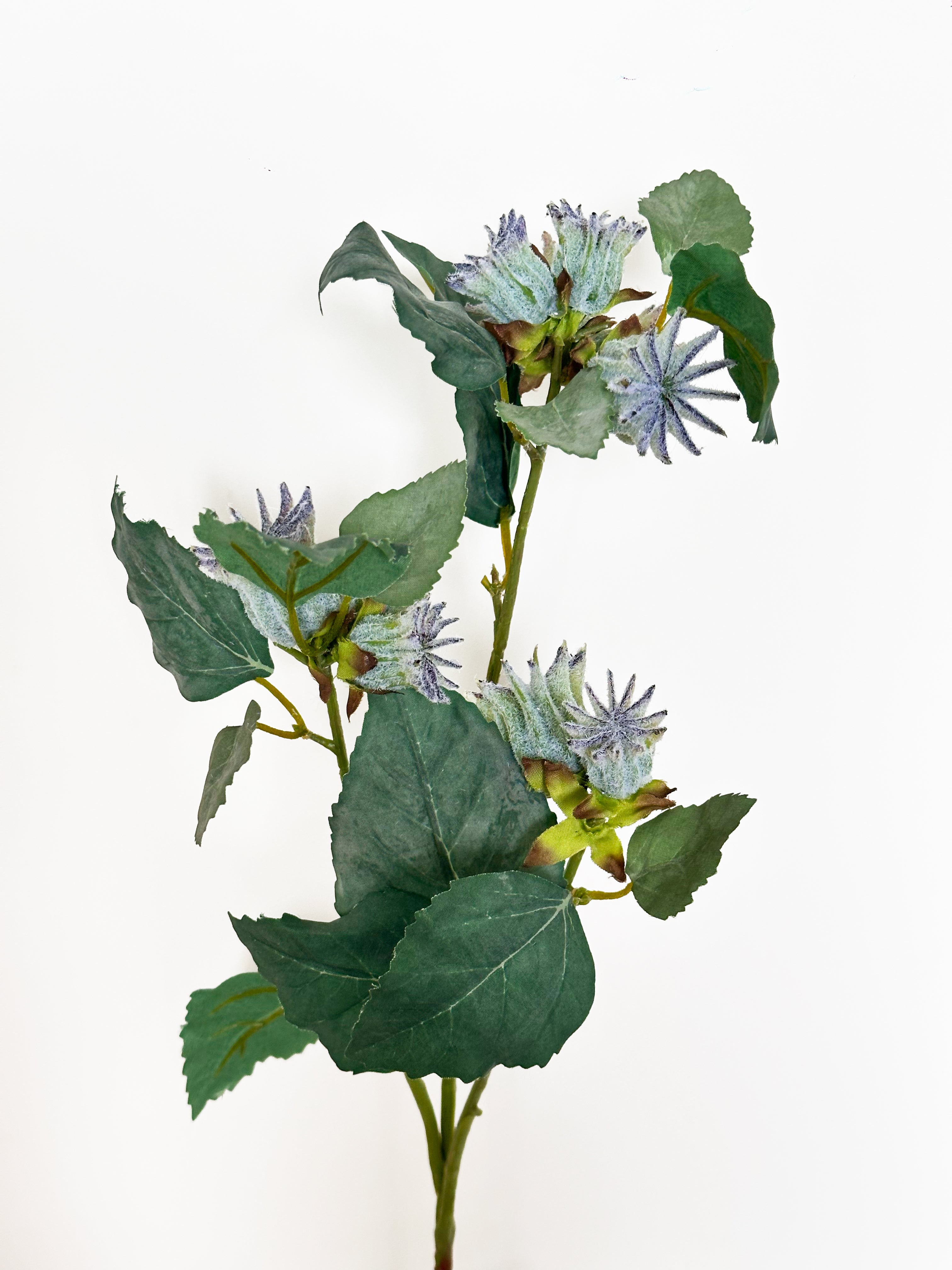 Hongyue 30-inch Malva Verticillata Seeds