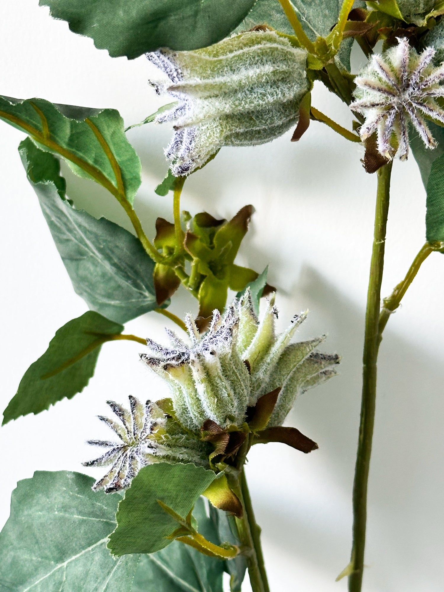 Amaranton™ 30" Realistica™ Multi - Headed Malva Verticillata Seeds