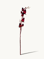 Hongyue 7-stem Roselle Fruits