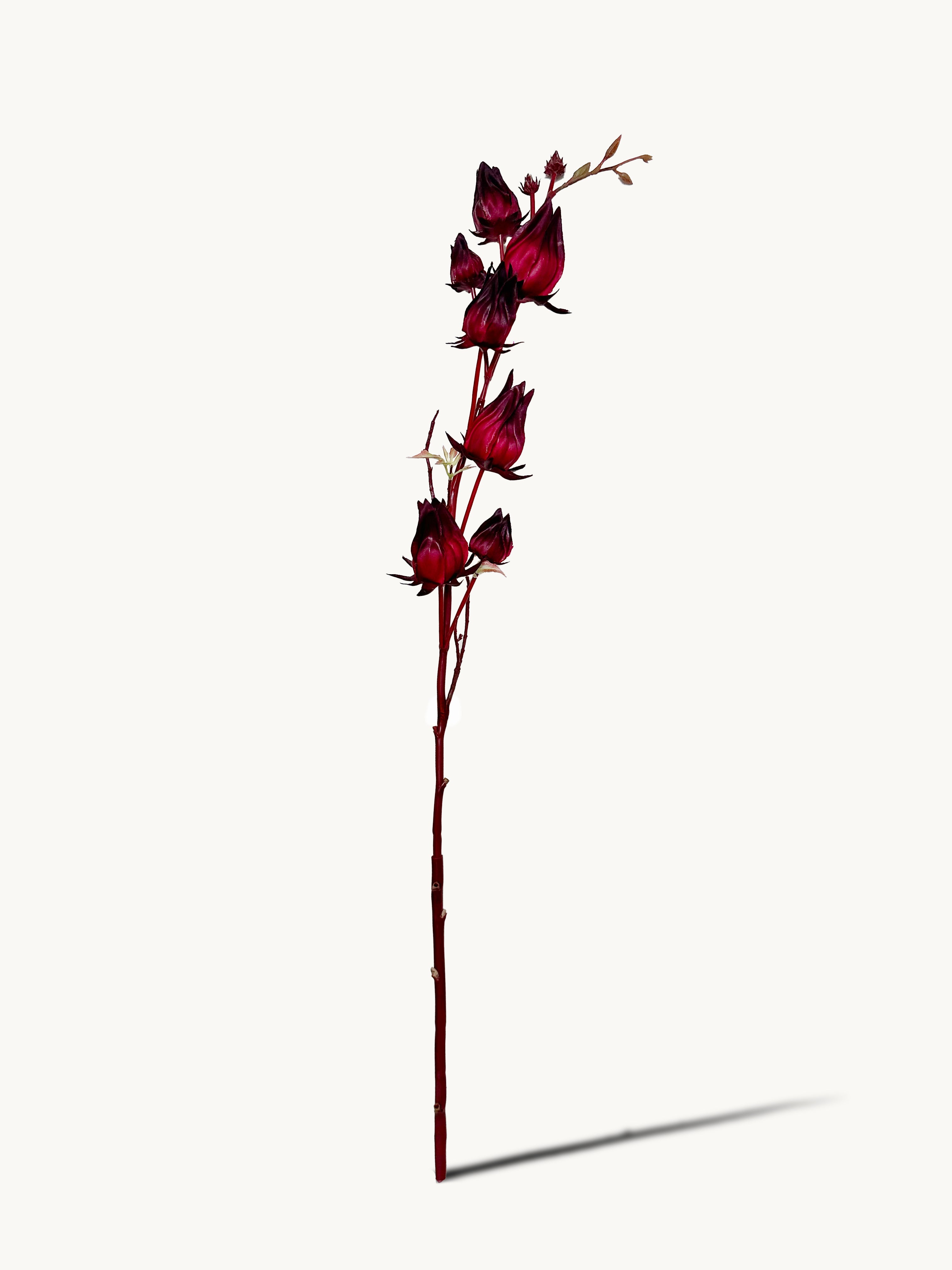 Hongyue 7-stem Roselle Fruits