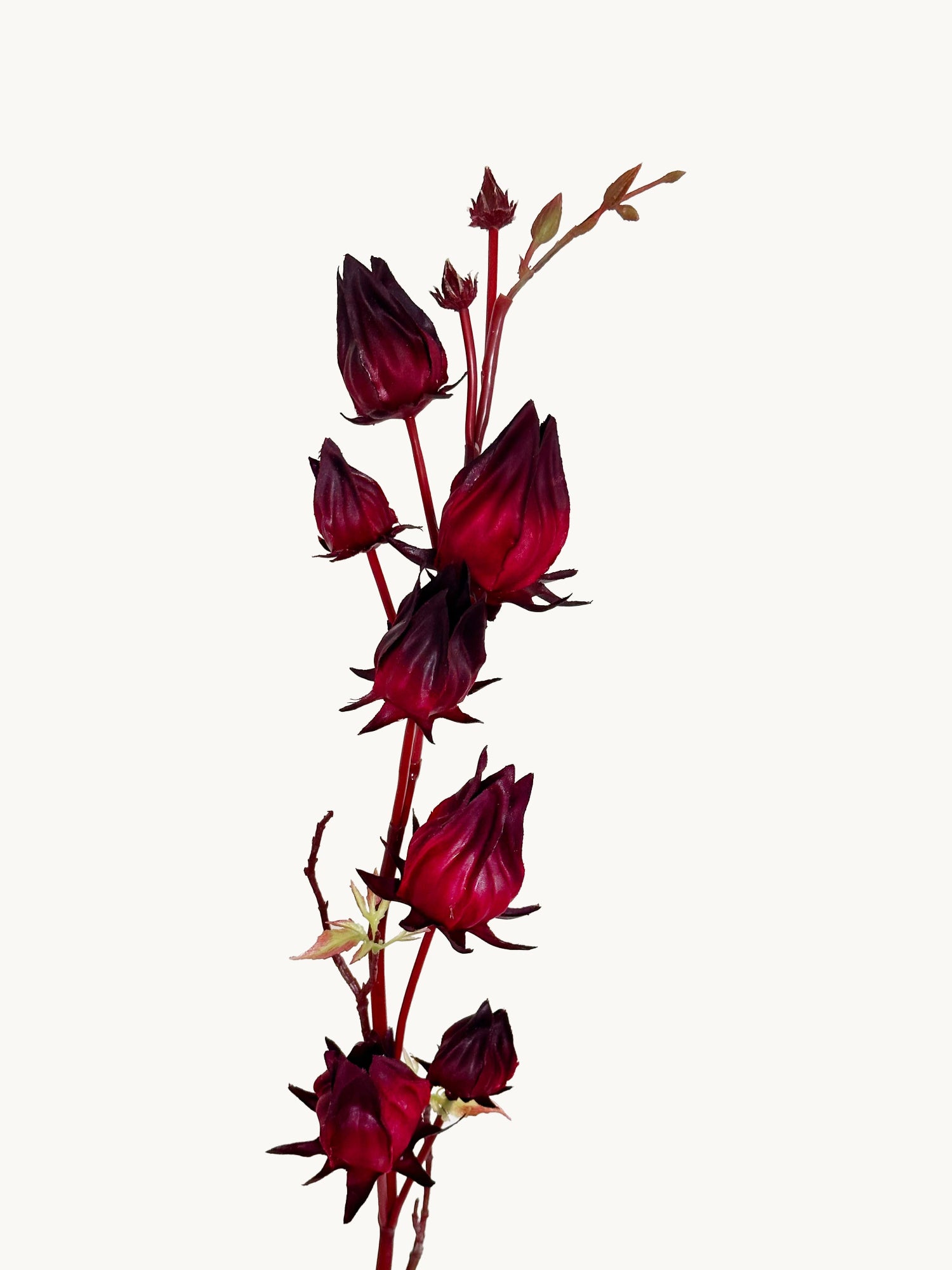 Amaranton™ 33" Artificial 7 - Headed Roselle Fruits
