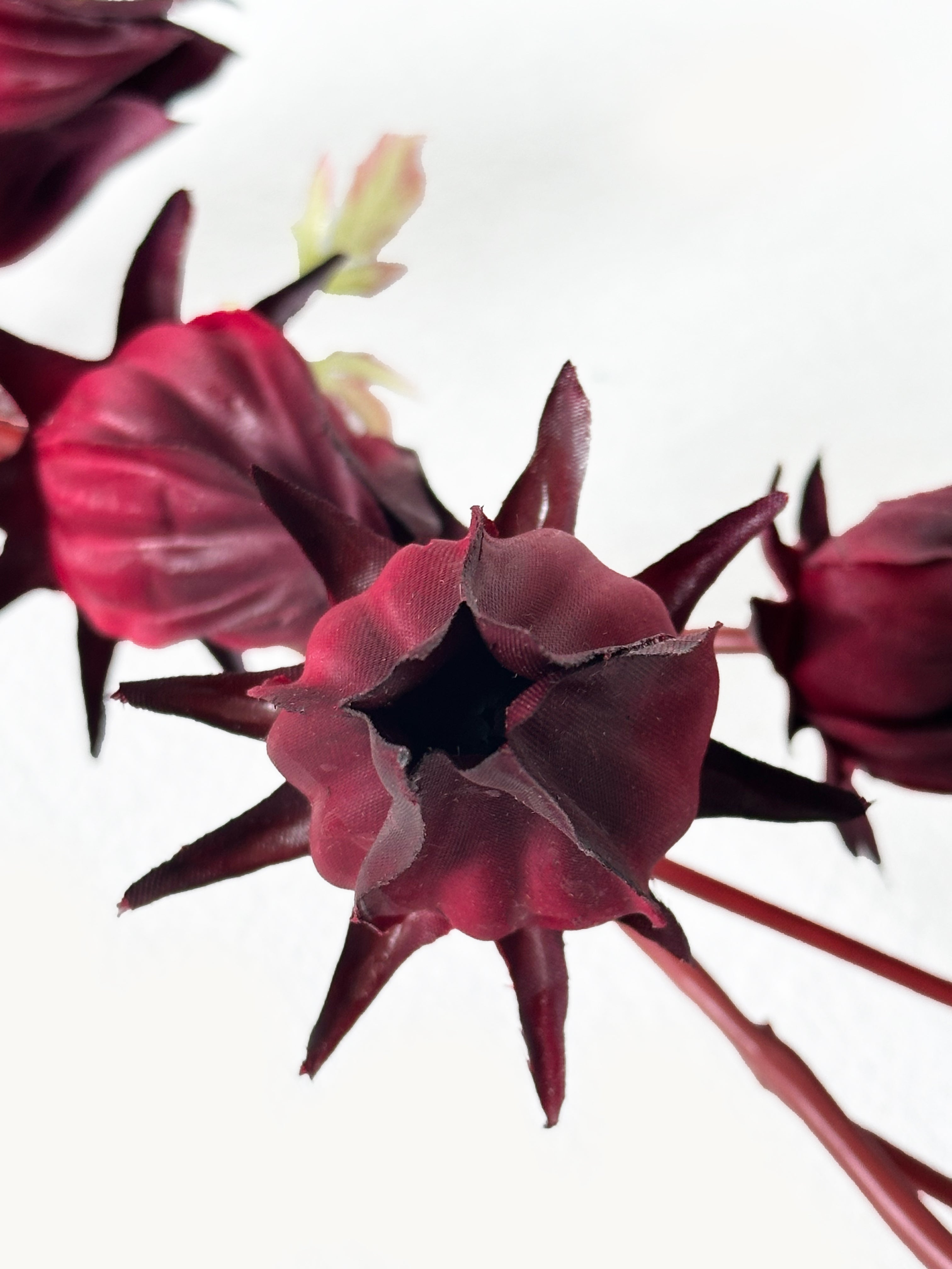 Hongyue 7-stem Roselle Fruits