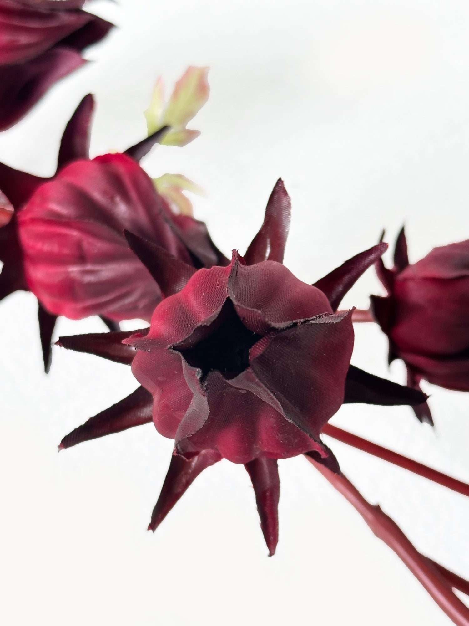 Amaranton™ 33" Artificial 7 - Headed Roselle Fruits