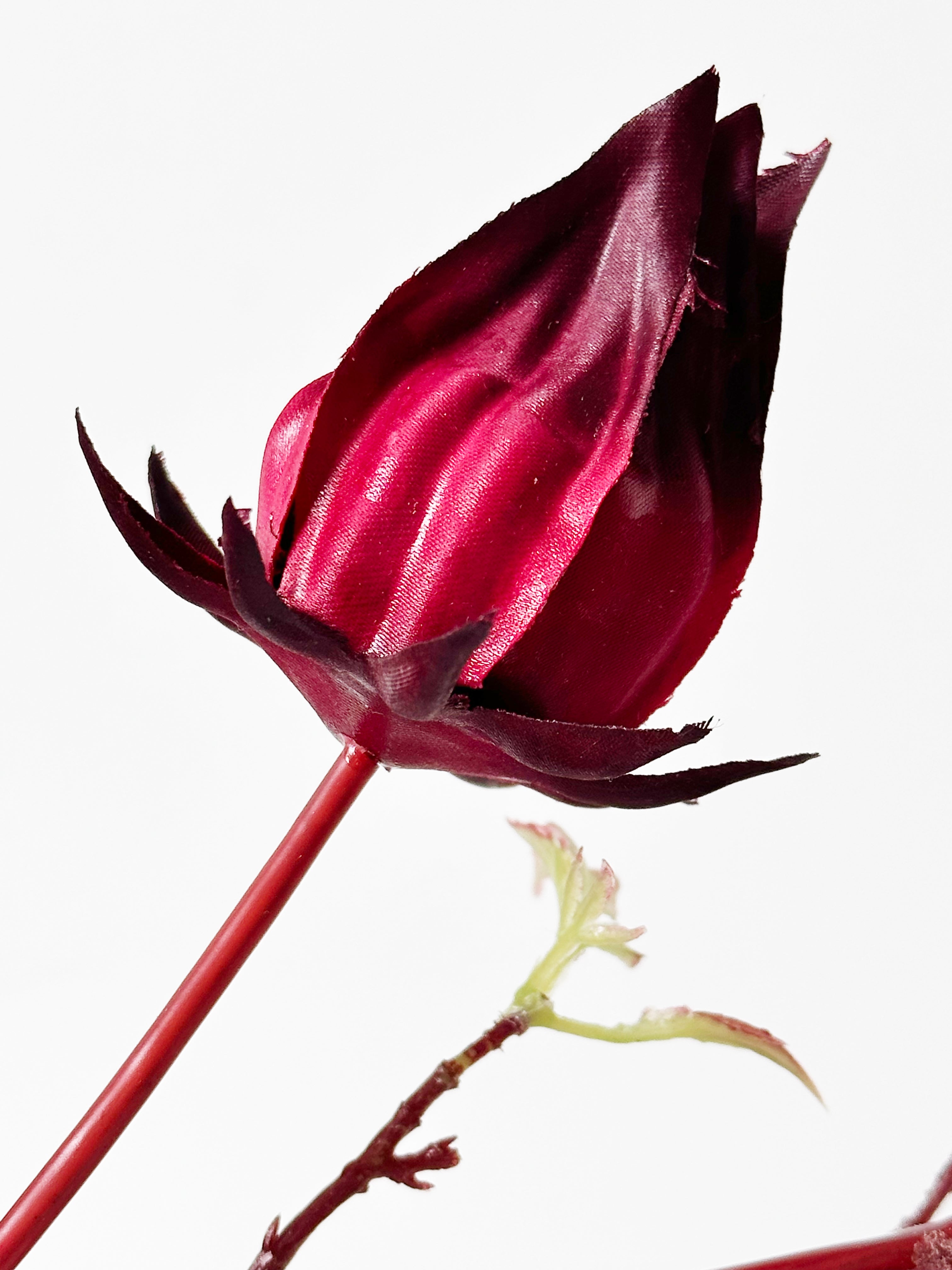 Hongyue 7-stem Roselle Fruits