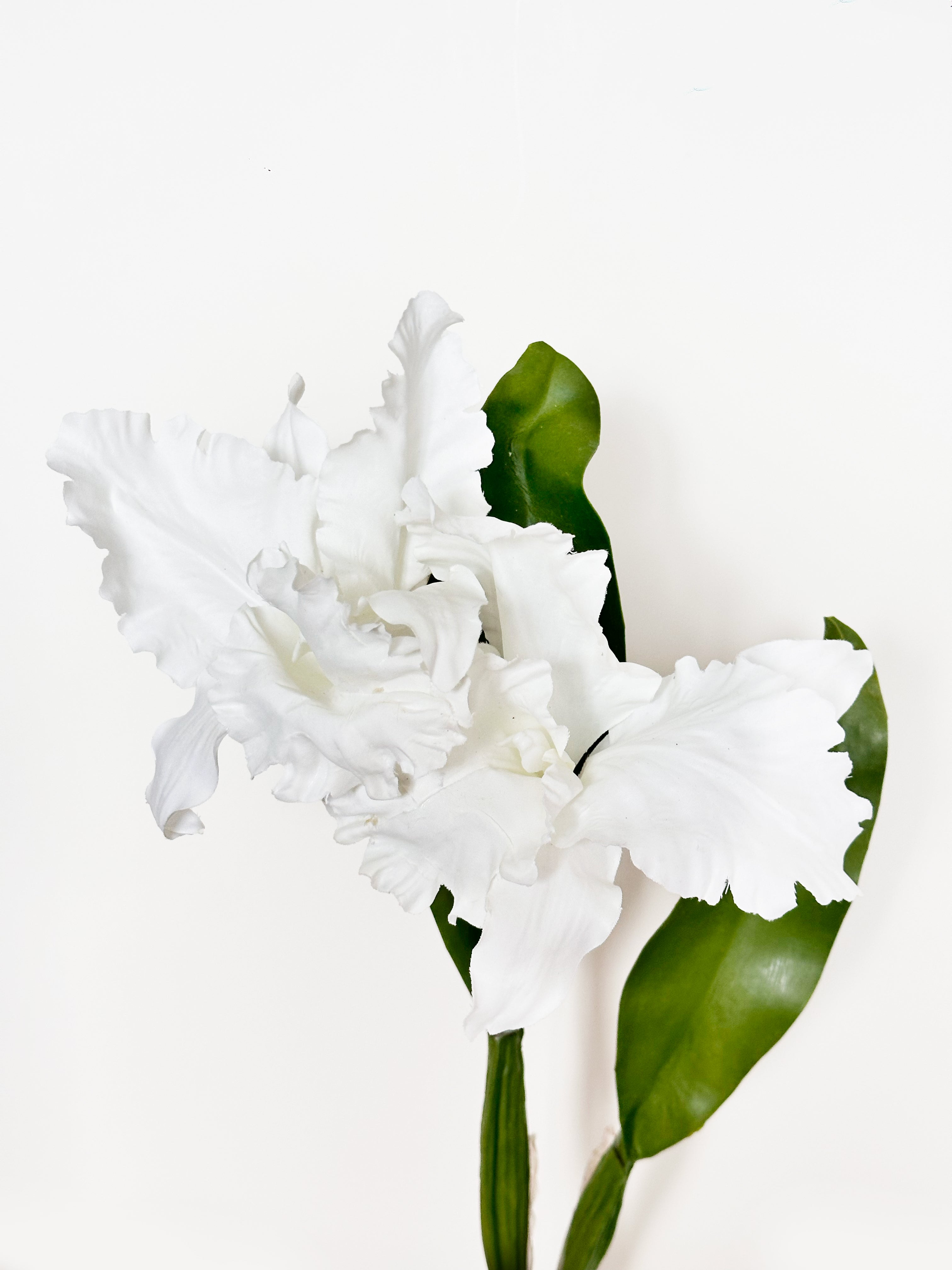 Hongyue 2-head Cattleya