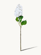 Irish Single-stem Pagoda Hydrangea