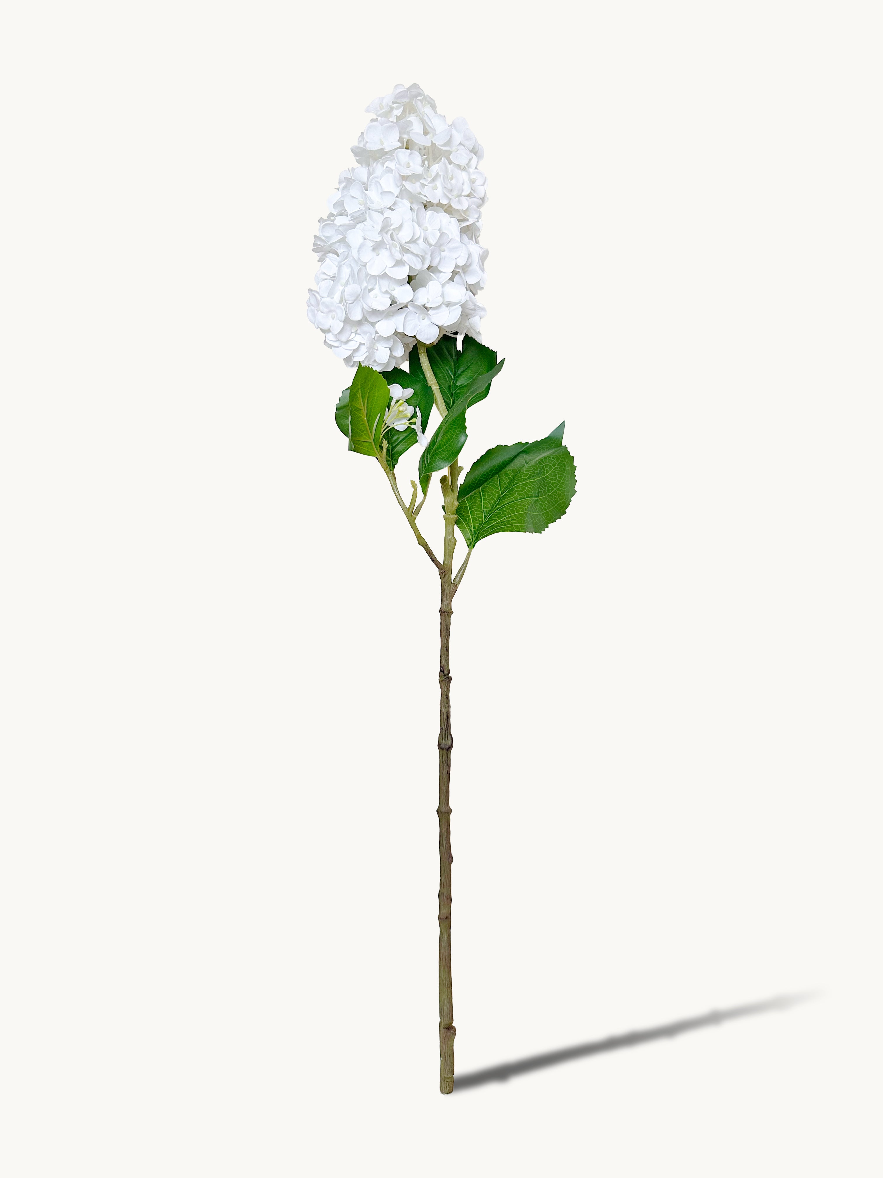 Irish Single-stem Pagoda Hydrangea