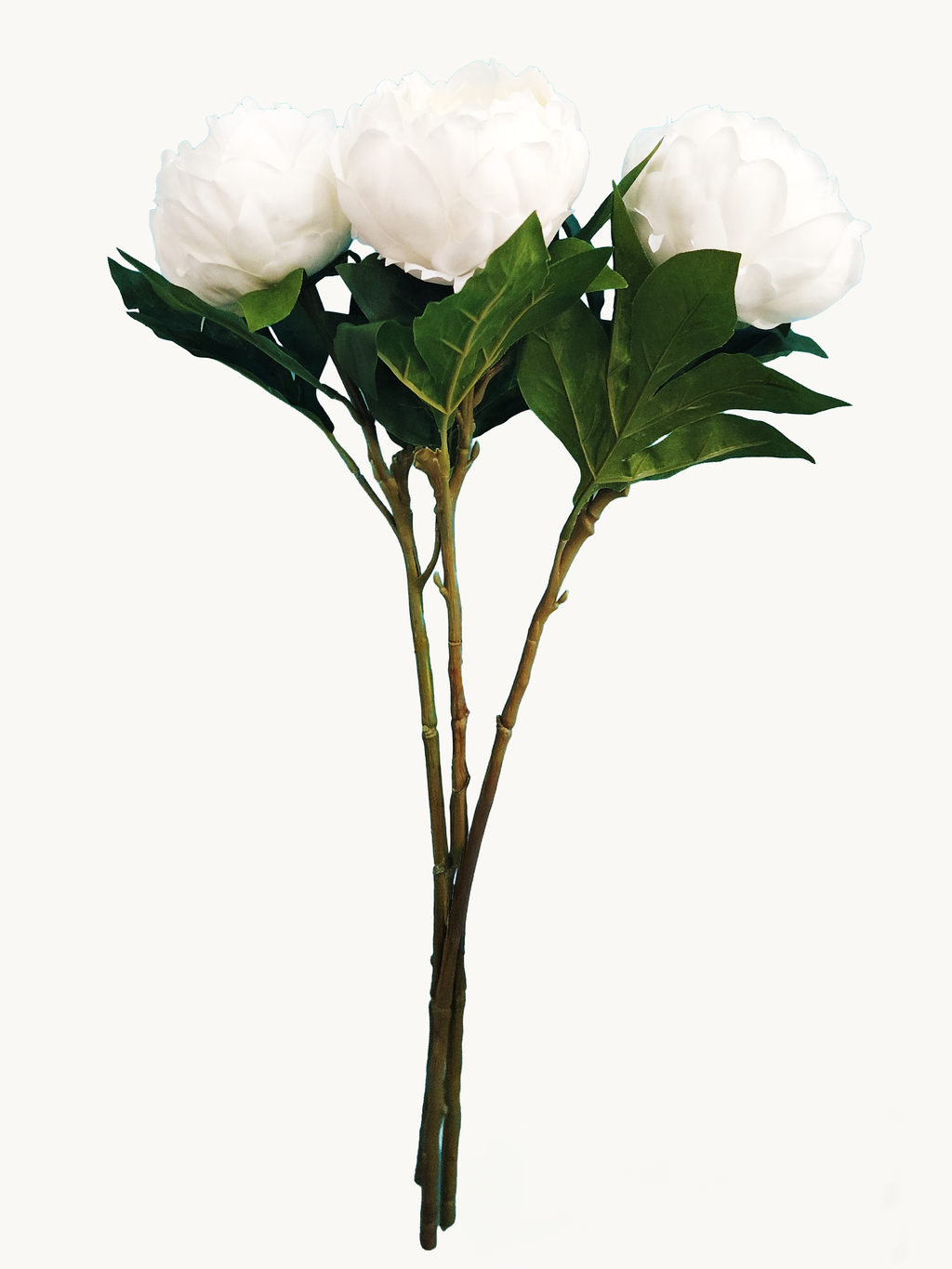 Dark Fragrance Series Wealthy Peony (White)