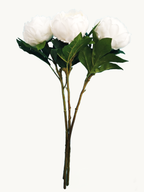 Dark Fragrance Series Wealthy Peony (White)