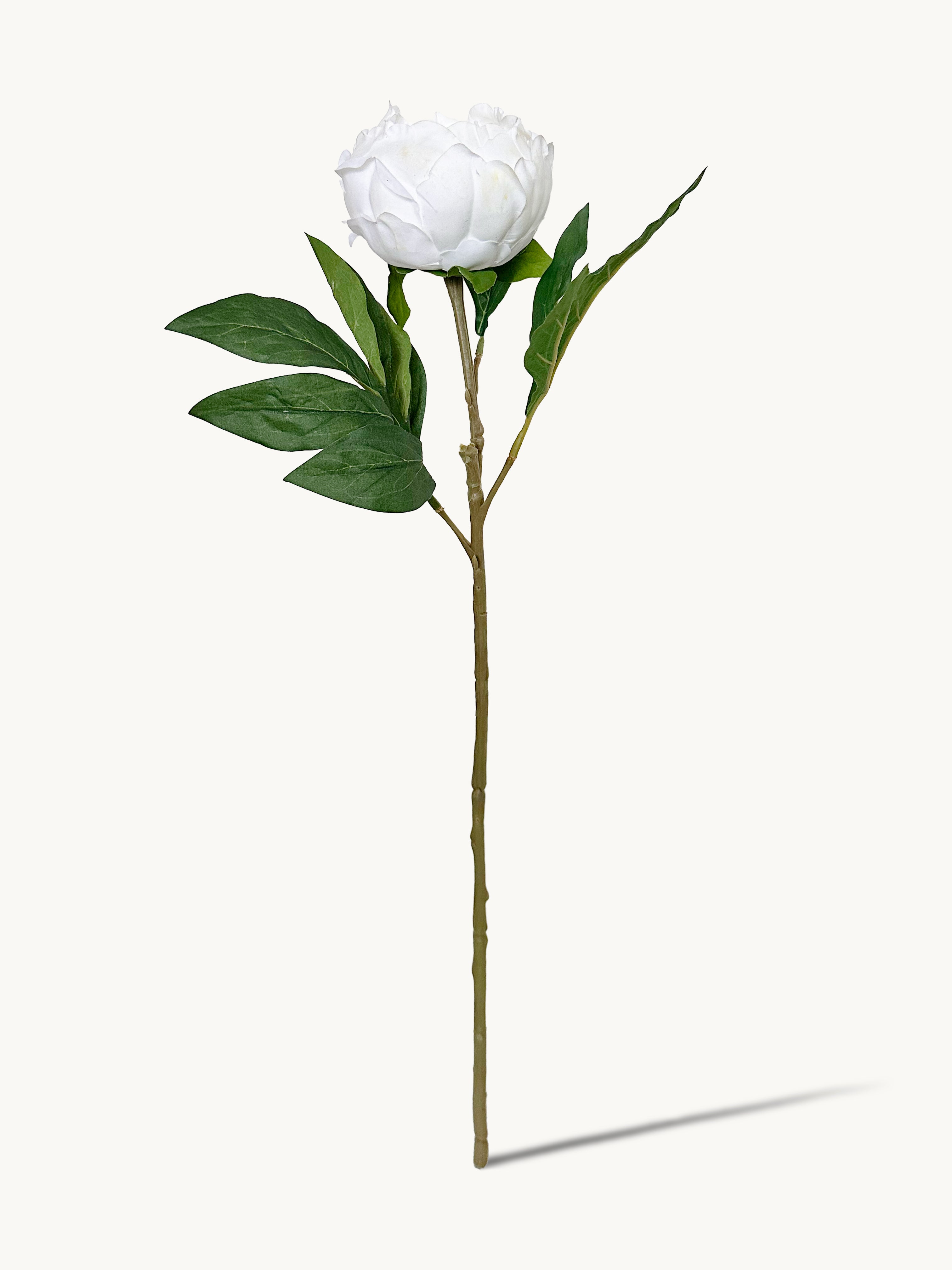 Dark Fragrance Series Wealthy Peony (White)