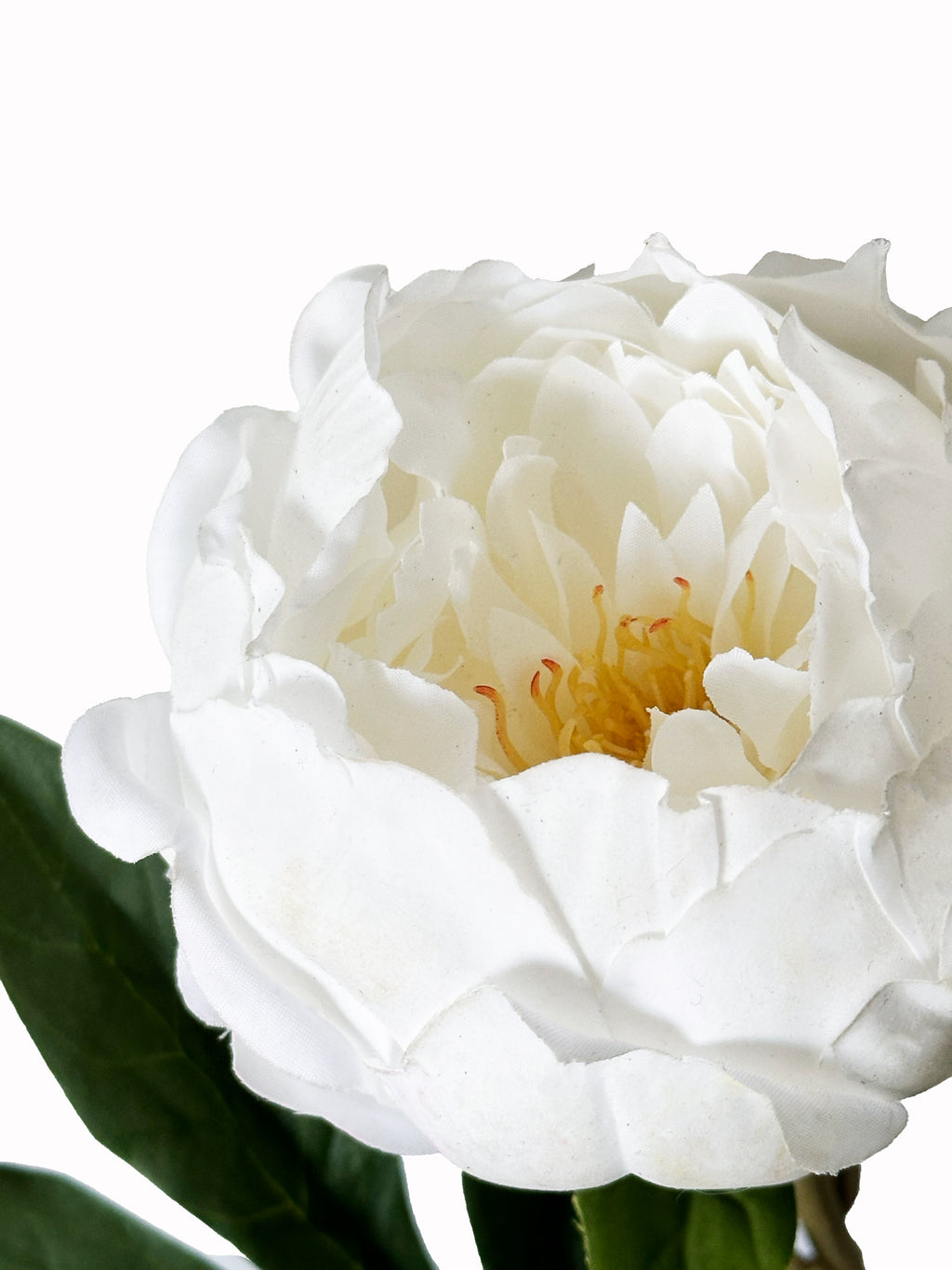 Dark Fragrance Series Wealthy Peony (White)