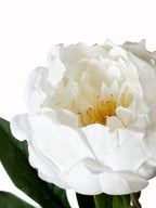 Dark Fragrance Series Wealthy Peony (White)