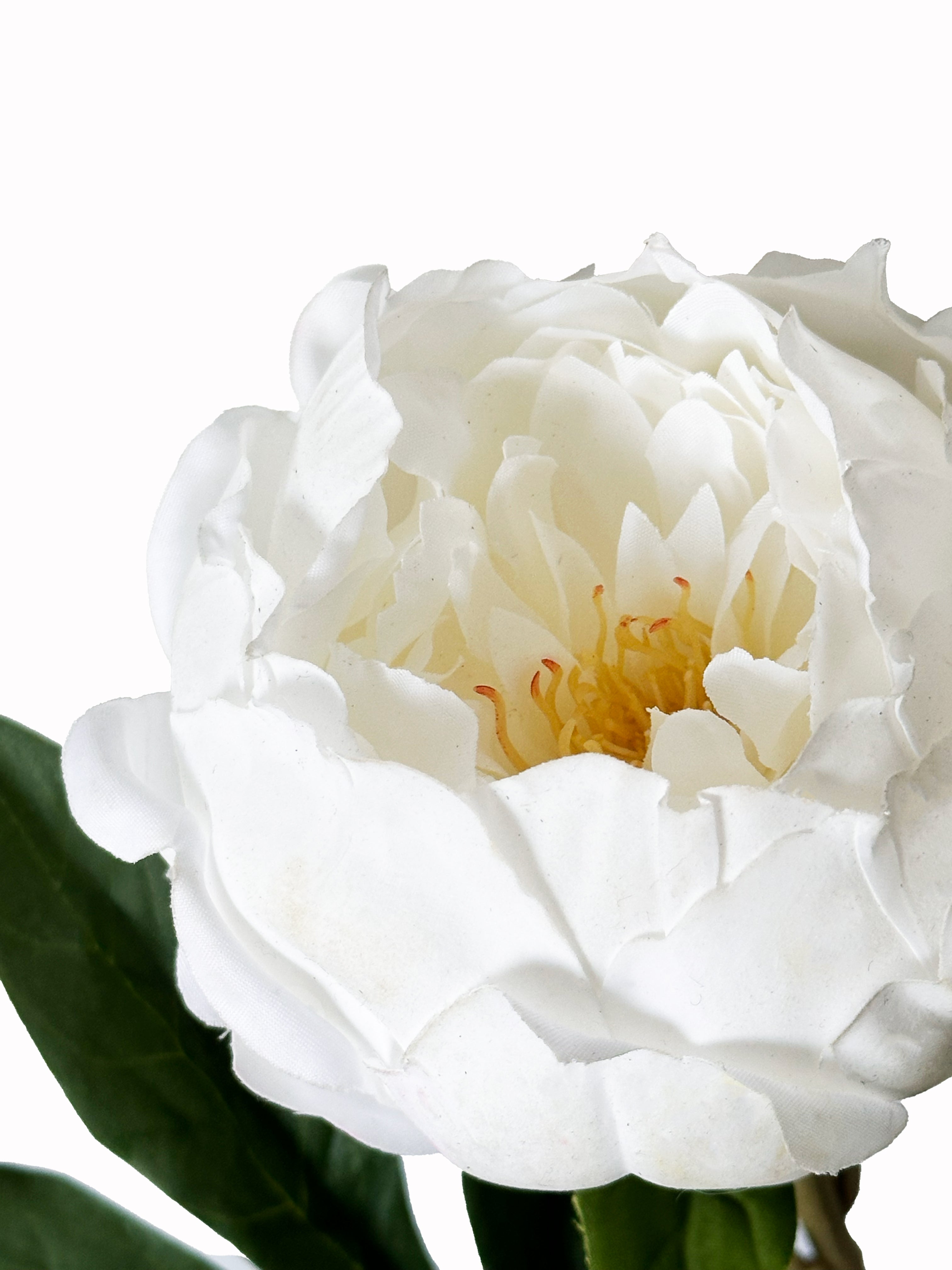 Dark Fragrance Series Wealthy Peony (White)