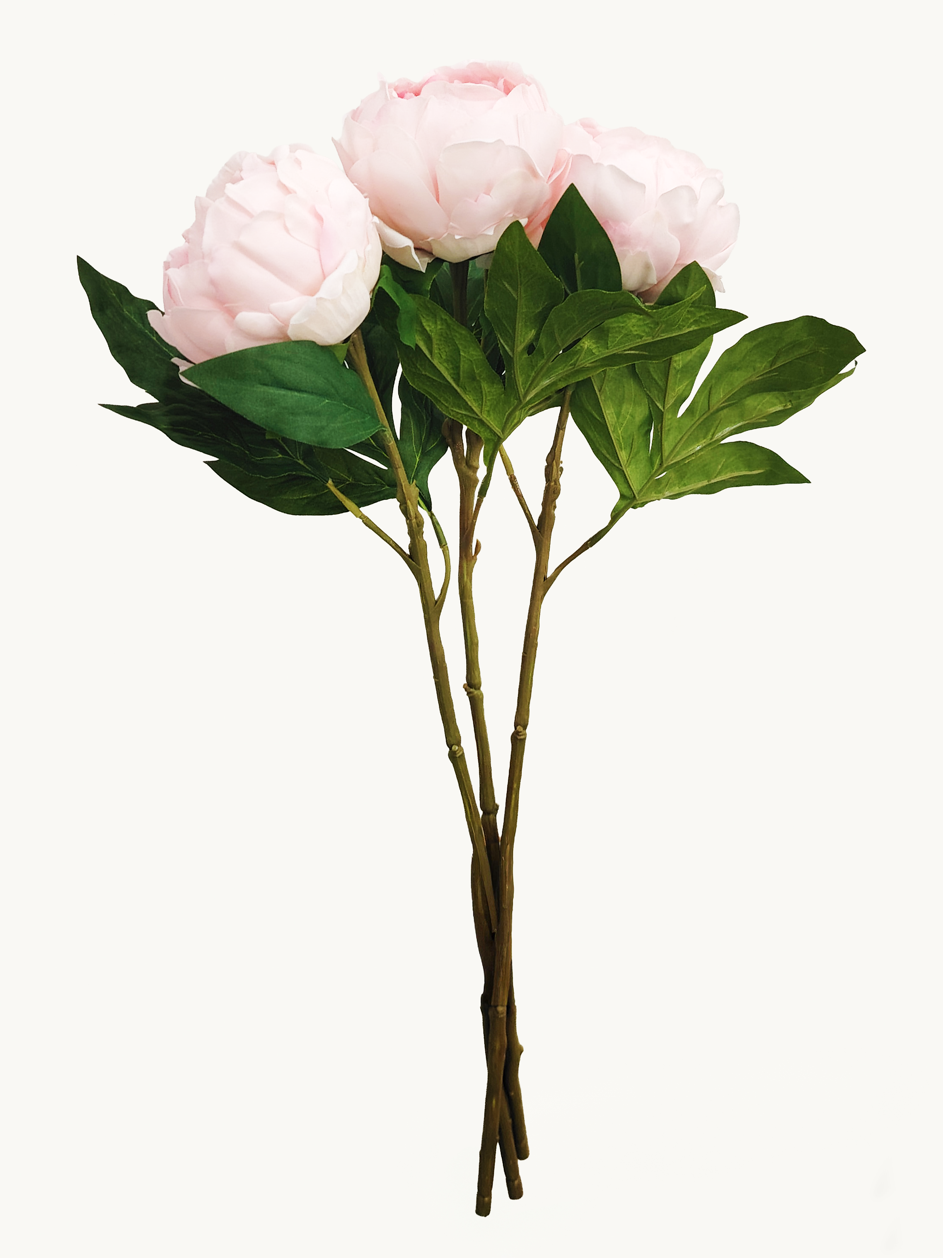 Dark Fragrance Series Wealthy Peony (Pink)