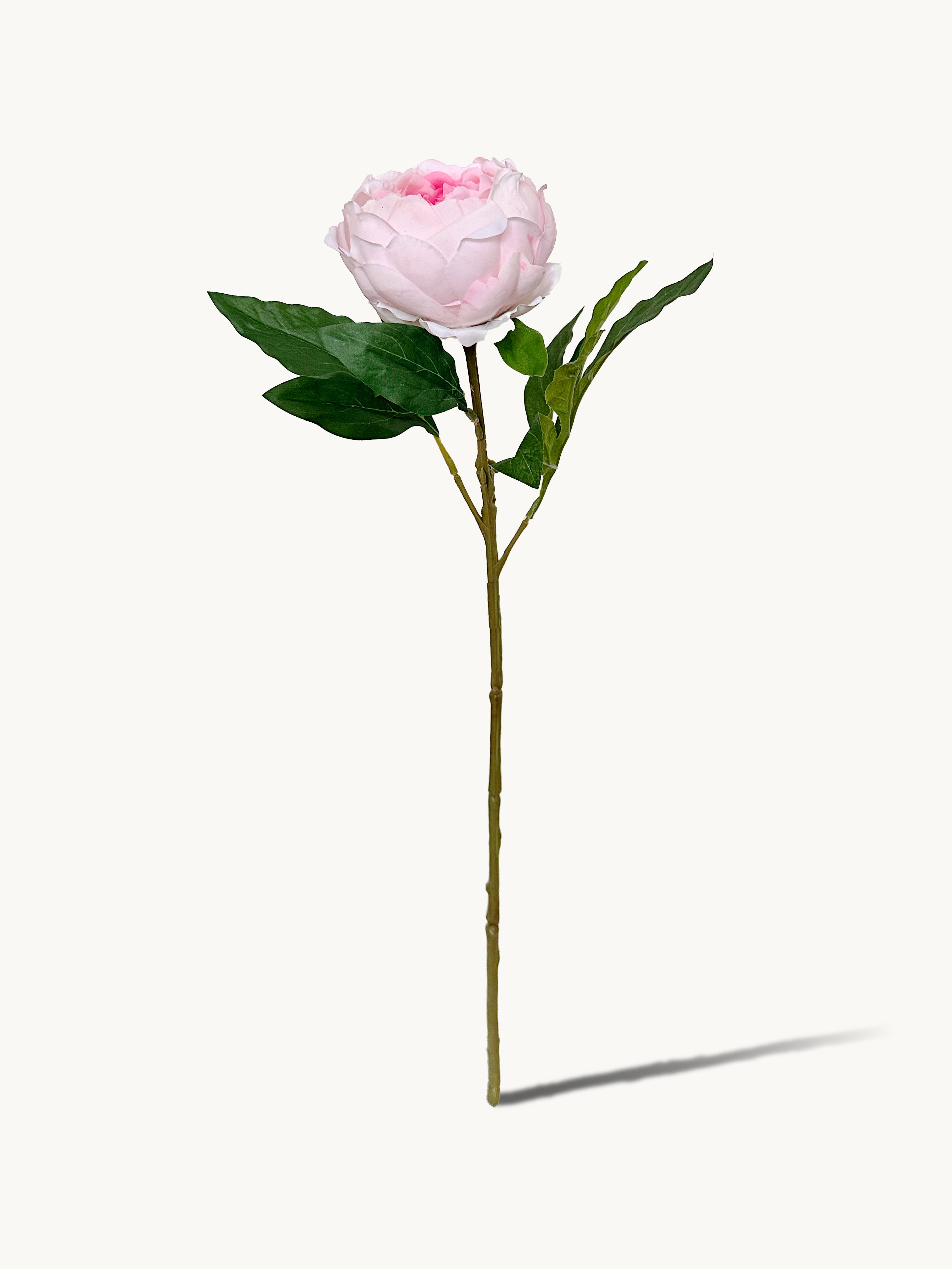 Dark Fragrance Series Wealthy Peony (Pink)