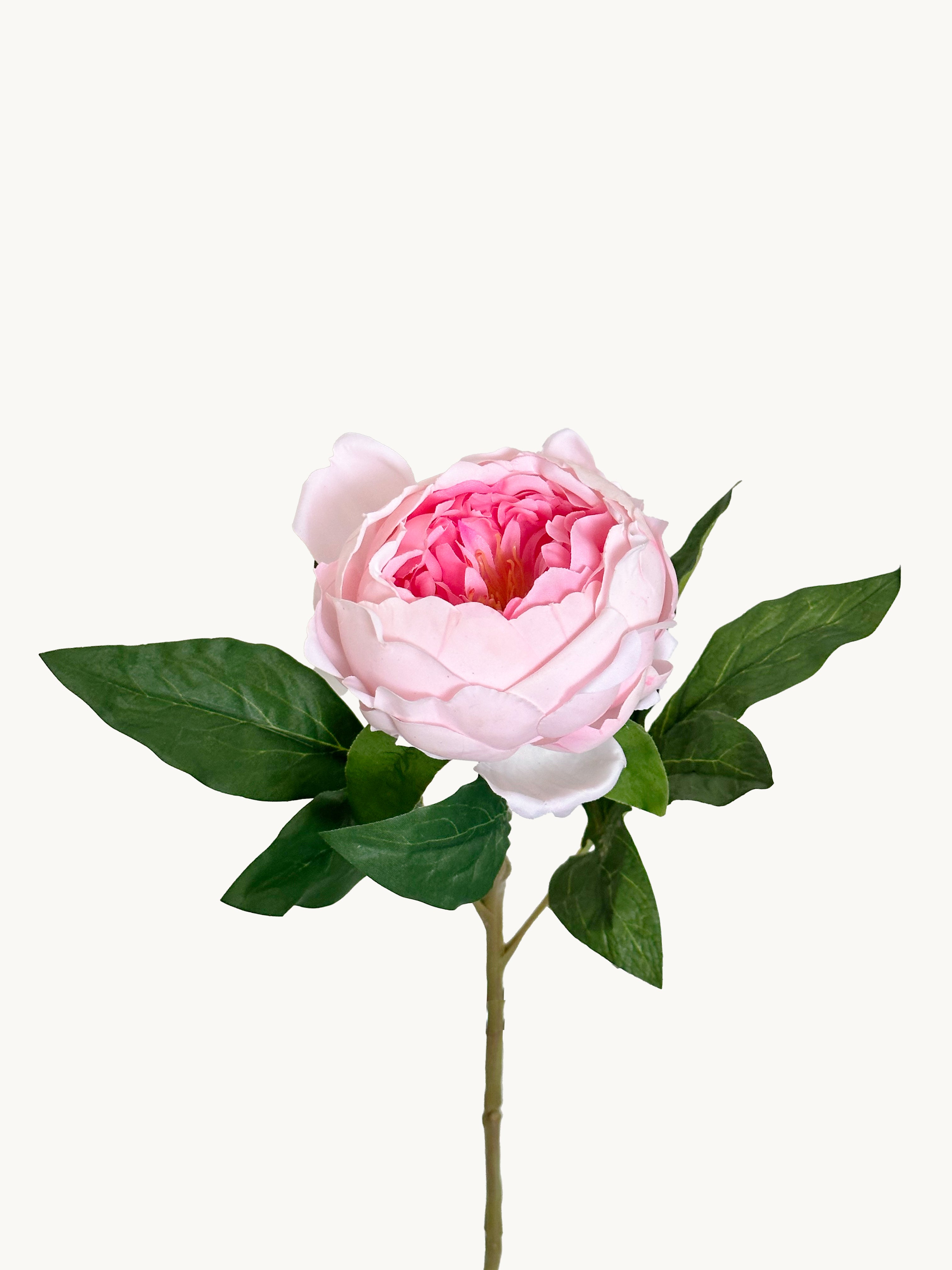 Dark Fragrance Series Wealthy Peony (Pink)
