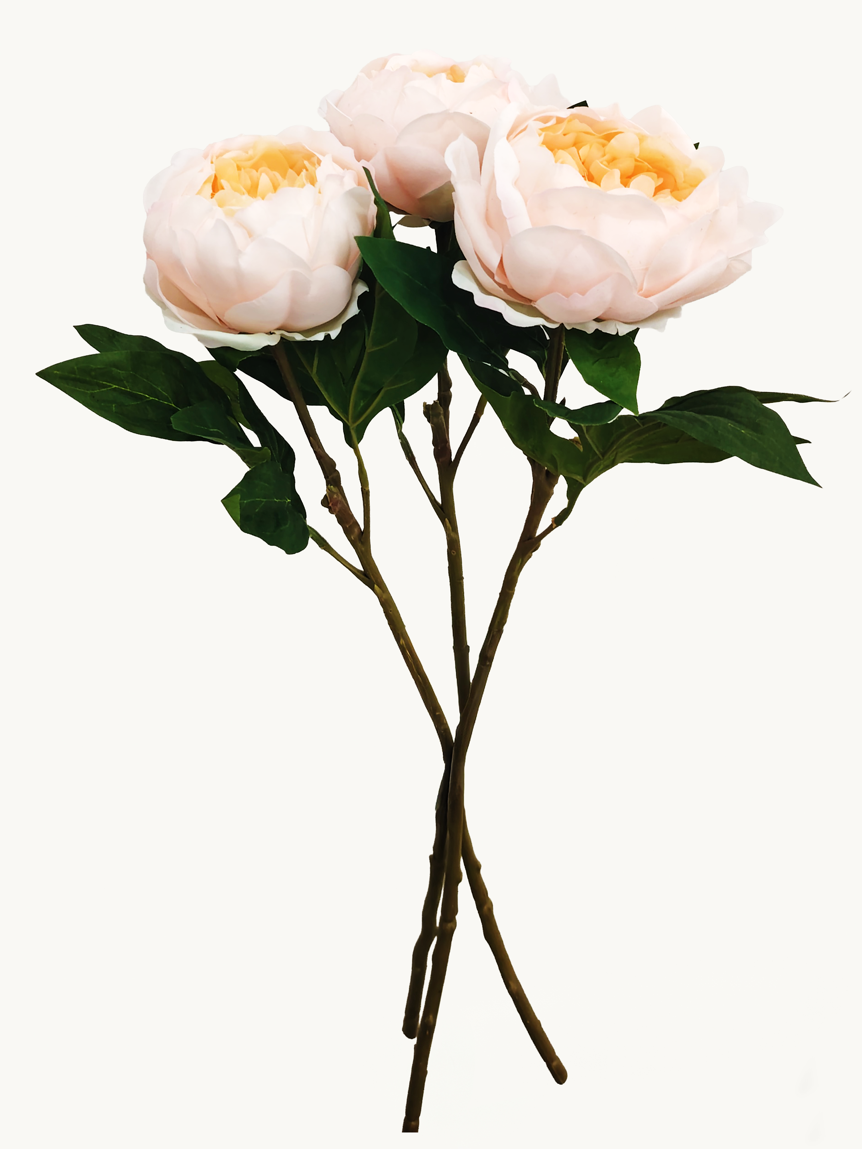 Dark Fragrance Series Wealthy Peony (Champagne)
