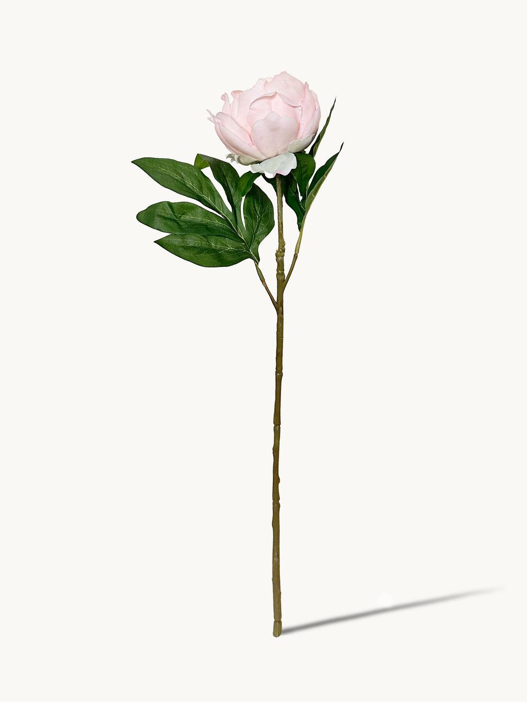 Dark Fragrance Series Wealthy Peony (Champagne)