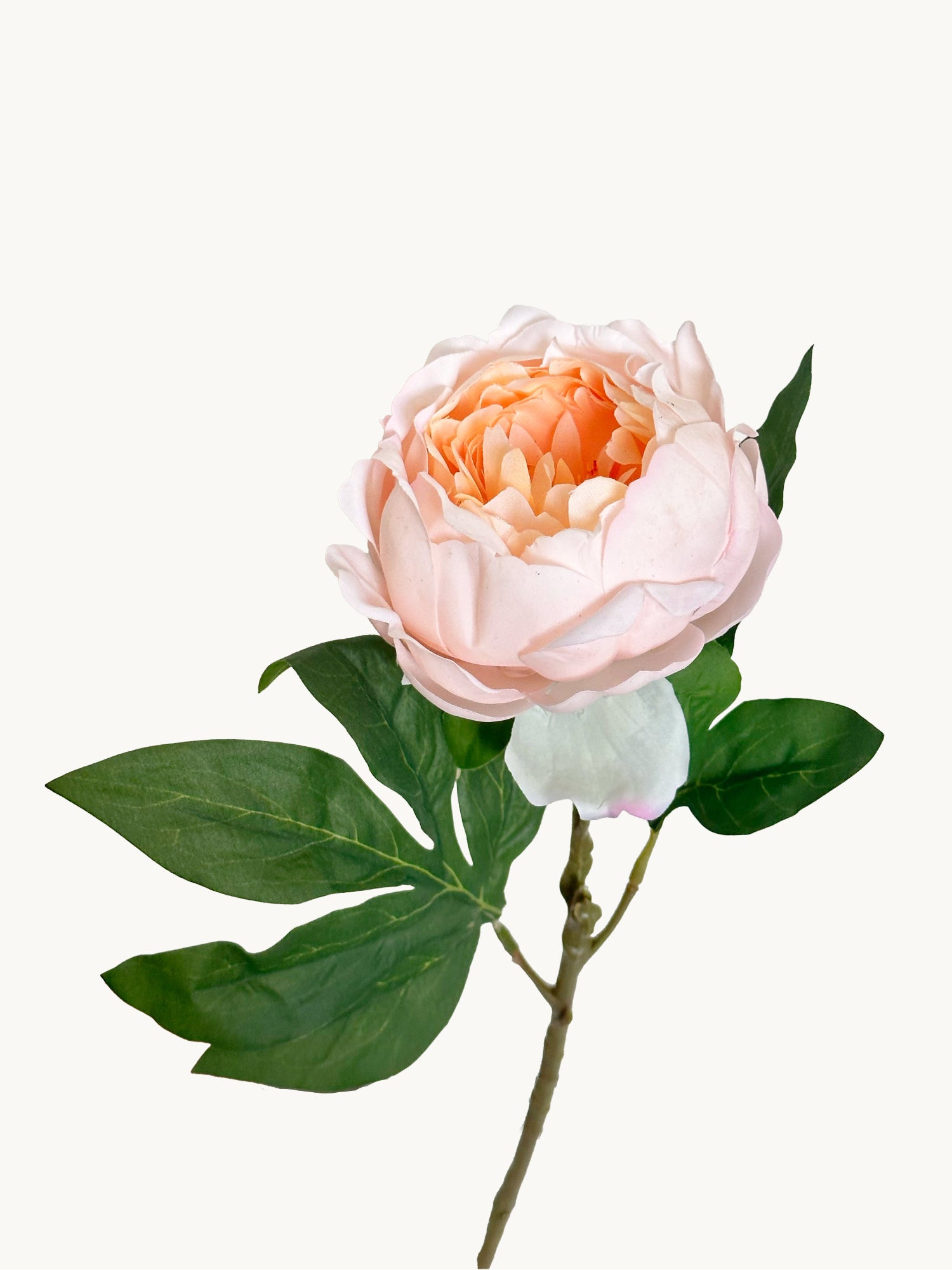 Amaranton 23" Peonía Elegance de tacto real - Champán