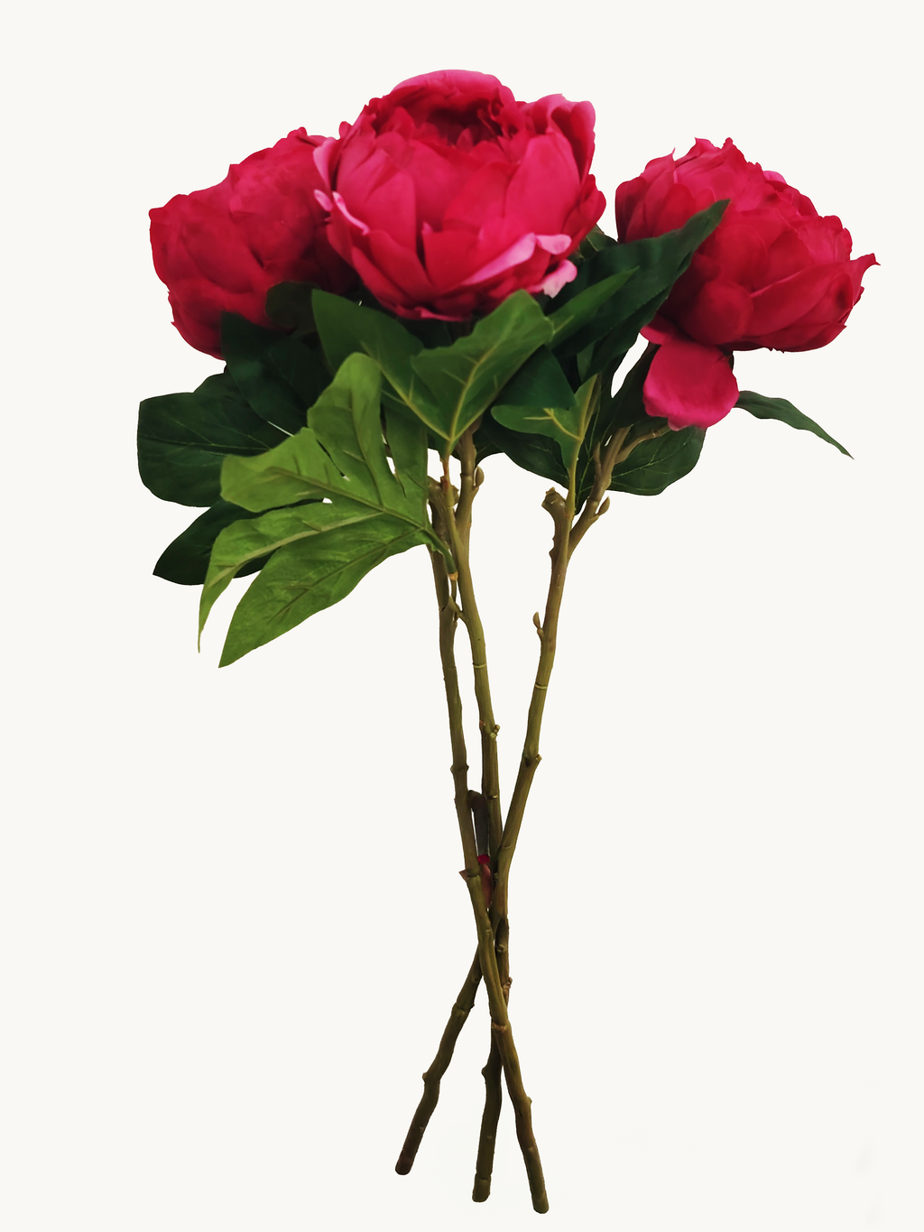 Dark Fragrance Series Wealthy Peony (Rose Red)